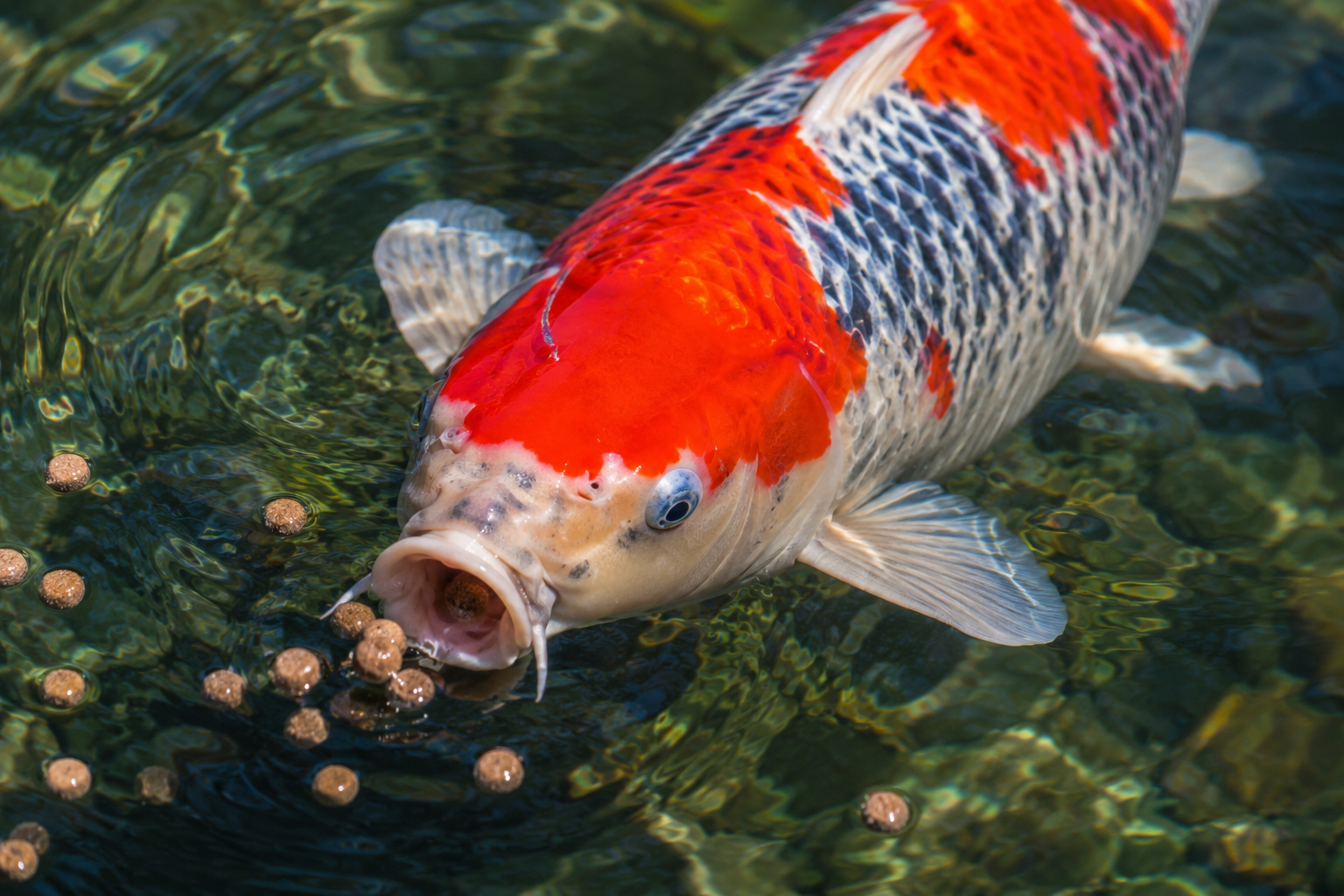 Goshiki koi surfacing to feed at a pond, showing vivid red Hi plate and five-color scale pattern enhanced by a carotenoid-rich diet