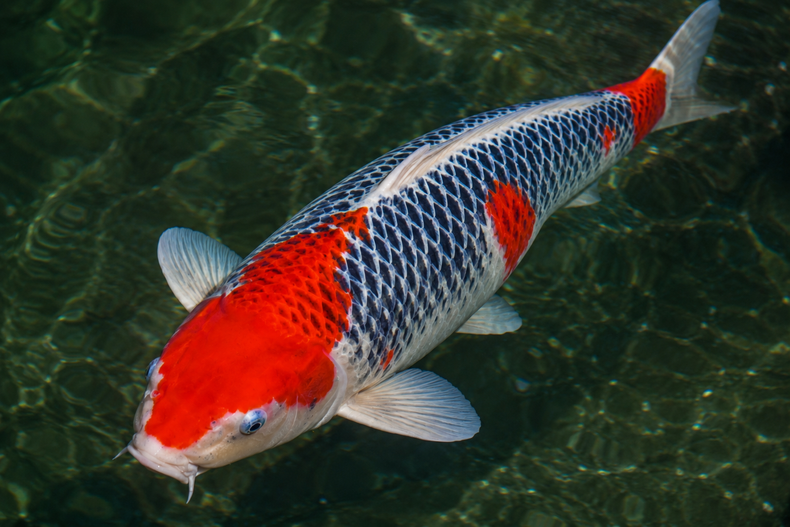 Show-quality Goshiki koi from above in clear water — clean white shiro base, deep-red Hi plate with sharp edges, and uniform blue-black netting across the full body