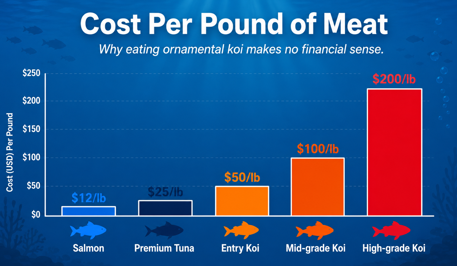 Why eating koi fish is extraordinary waste — showing the value and artistry of prize Nishikigoi compared to their value as food