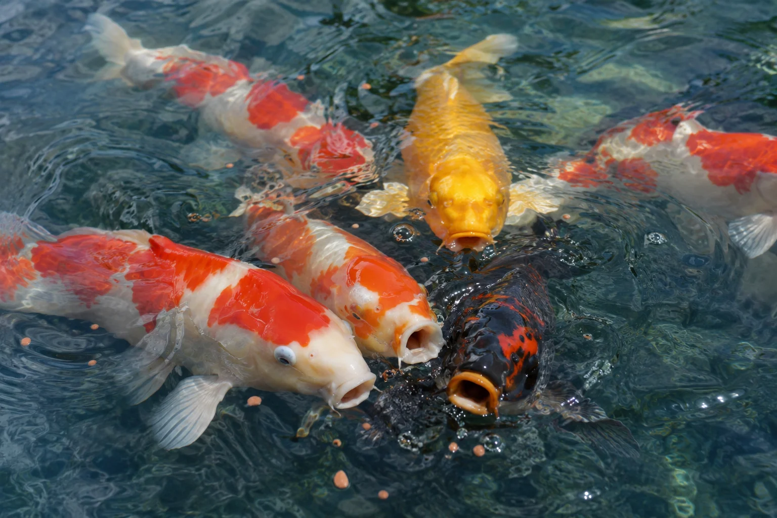 Koi fish feeding at pond surface eating floating pellets — koi fish food complete guide showing the correct feeding technique and food type selection
