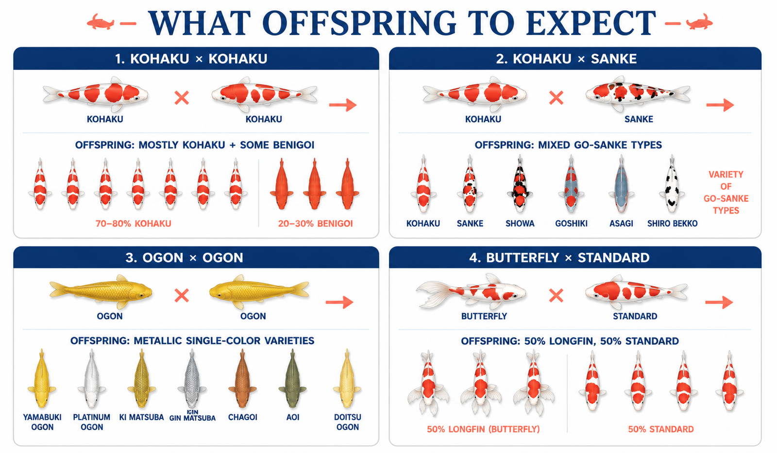 Koi fish genetics guide for breeders — offspring color and pattern expectations from common koi parent pairings