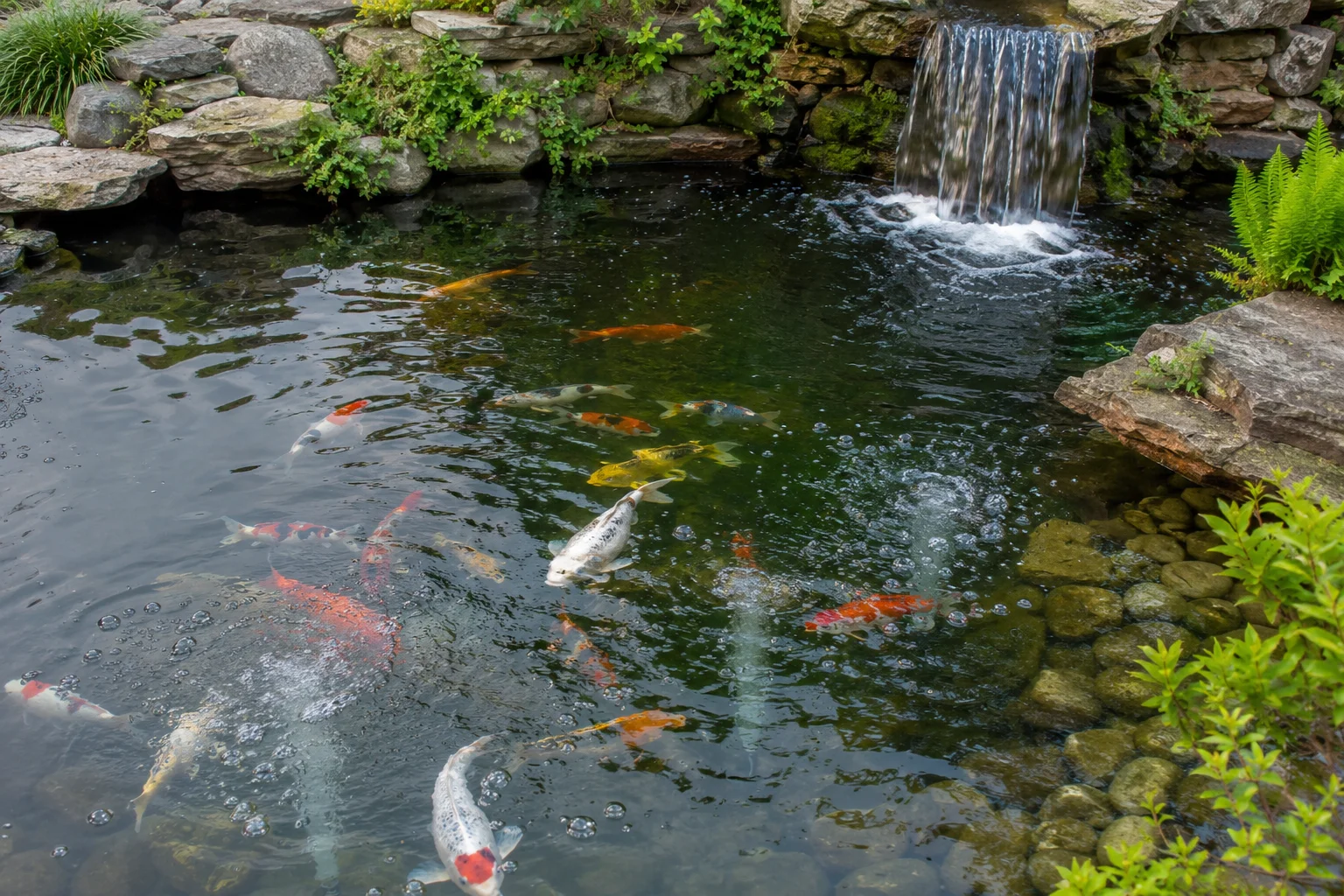 Koi pond aeration setup — air pump and diffuser stones installed in a koi pond providing dissolved oxygen to healthy koi fish