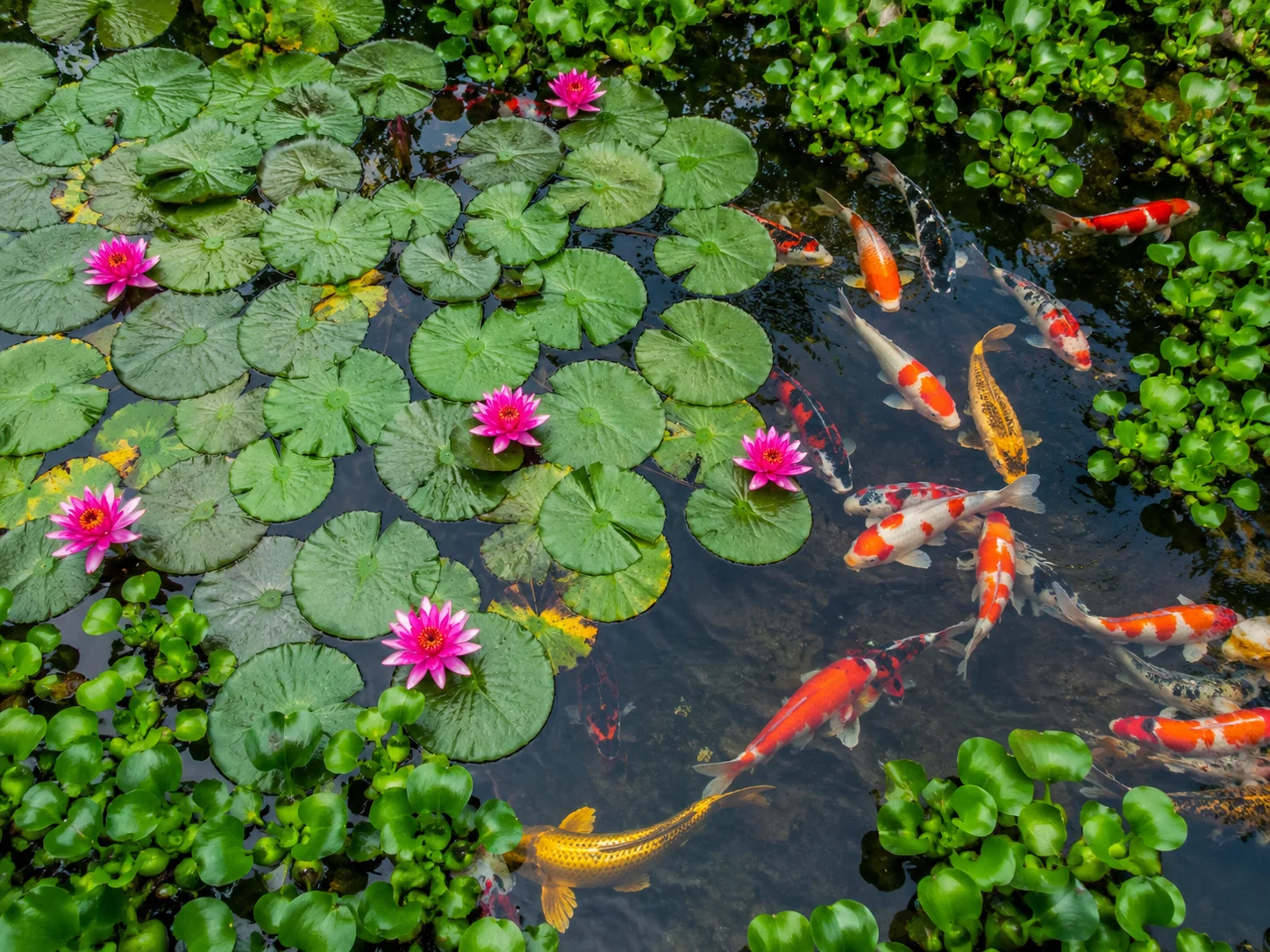 Koi pond plants — water lily pads covering the surface of a healthy koi pond providing shade, nutrient absorption and natural beauty