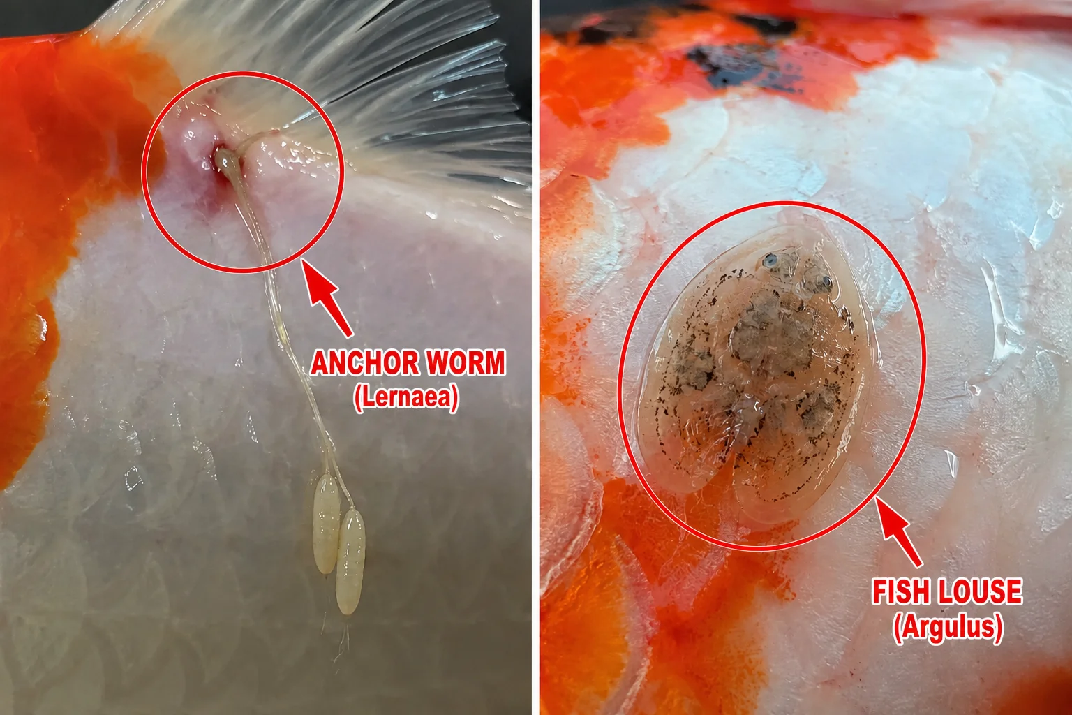 Koi Anchor Worm Treatment: How to Identify and Treat Fish Lice Too 12 Side by side comparison of anchor worm and fish lice on koi