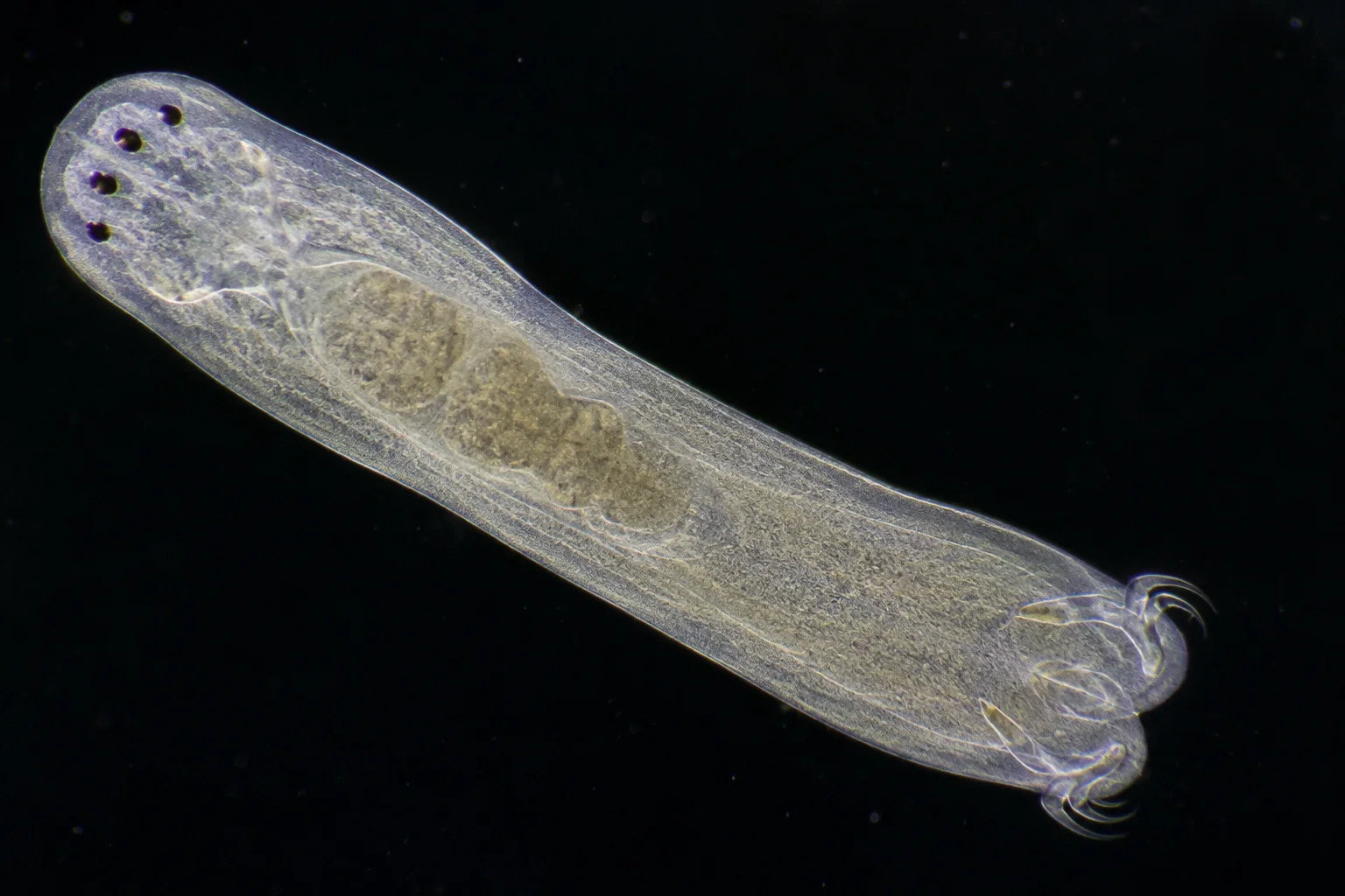 Dactylogyrus gill fluke koi parasite under microscope with eyespots