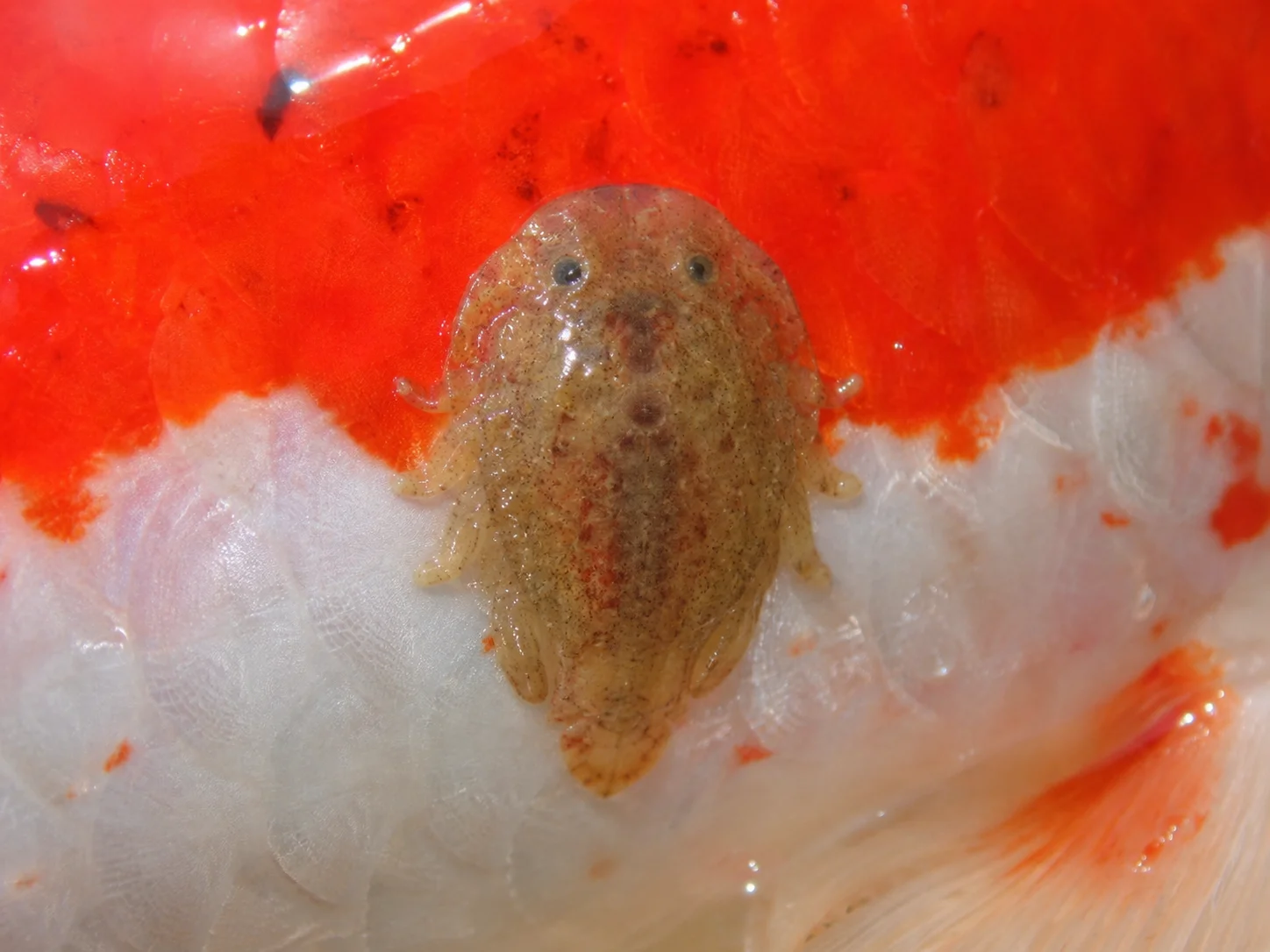Koi Anchor Worm Treatment: How to Identify and Treat Fish Lice Too 11 Fish lice Argulus close up on koi scales