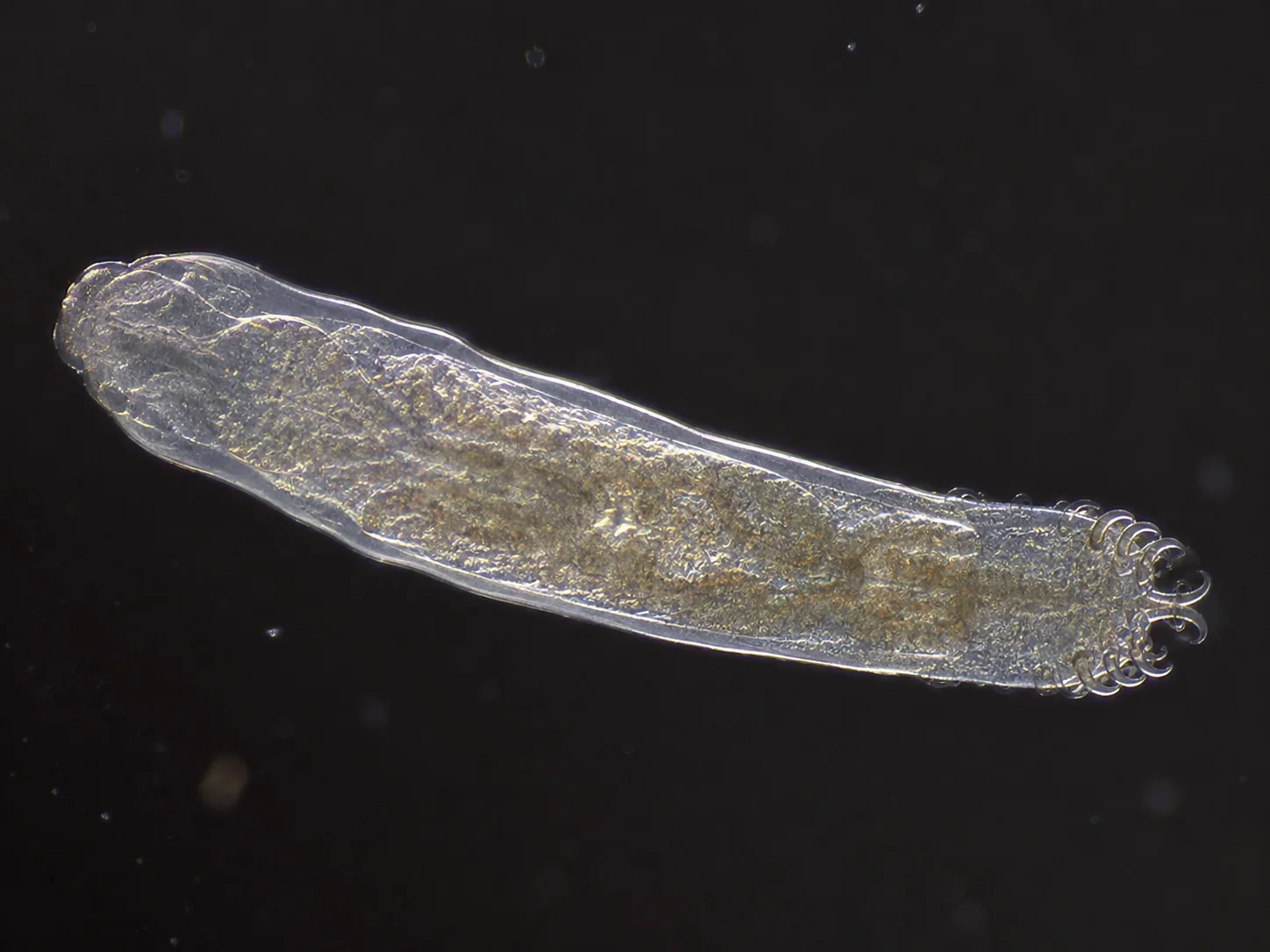 Gyrodactylus skin fluke koi parasite under microscope