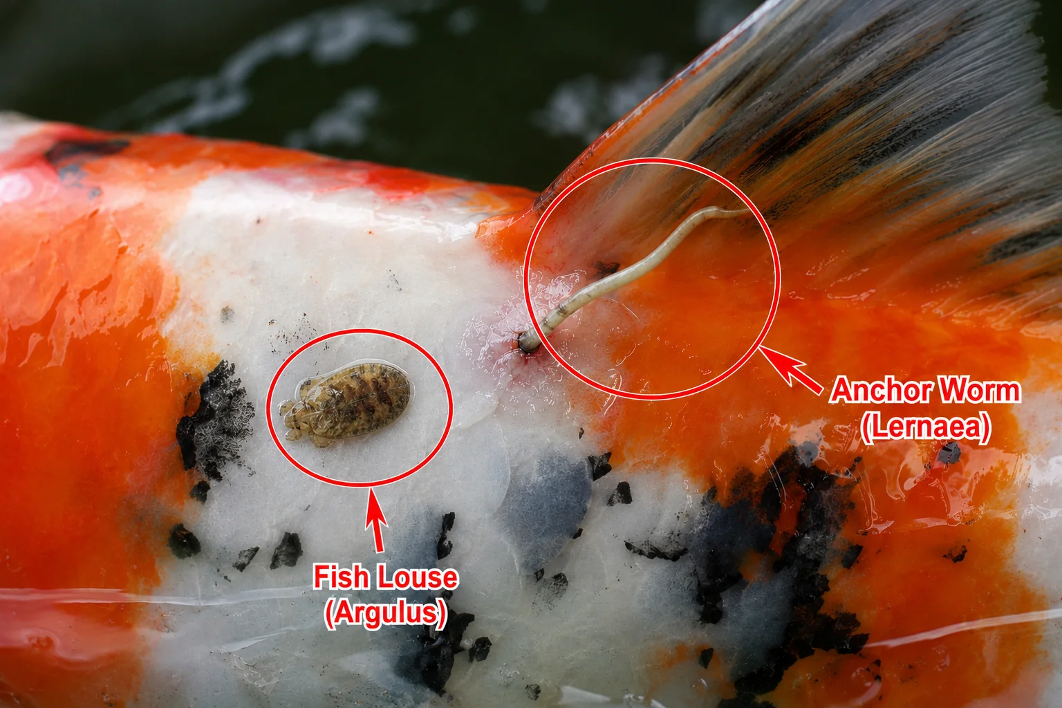 Koi Anchor Worm Treatment: How to Identify and Treat Fish Lice Too 9 Koi anchor worm and fish lice parasites close up on koi skin
