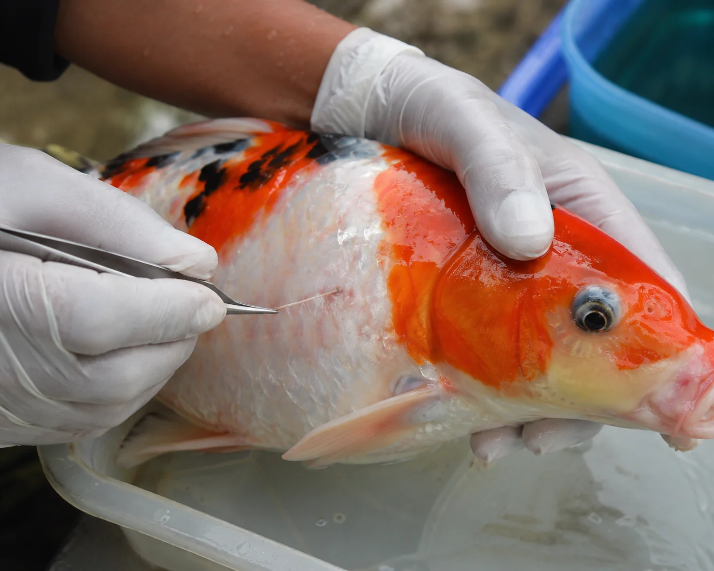 Manually removing anchor worm from koi with tweezers