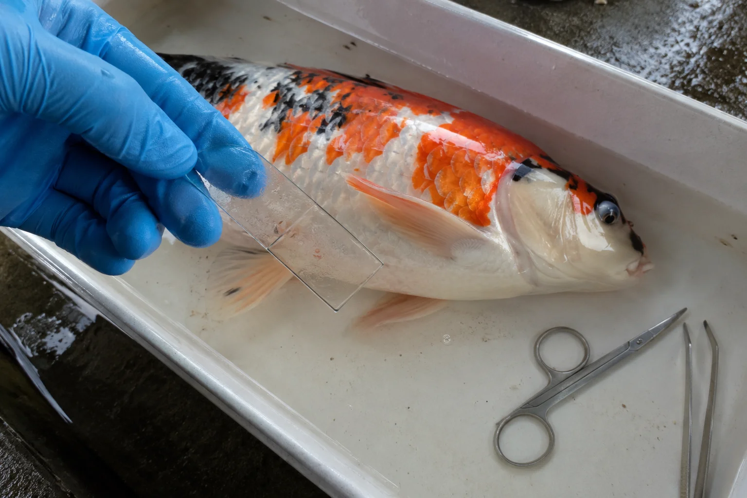Koi gill and skin scrape sampling tools for microscope check