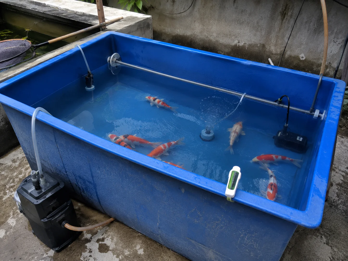 Koi Anchor Worm Treatment: How to Identify and Treat Fish Lice Too 14 Koi quarantine tank setup for new fish