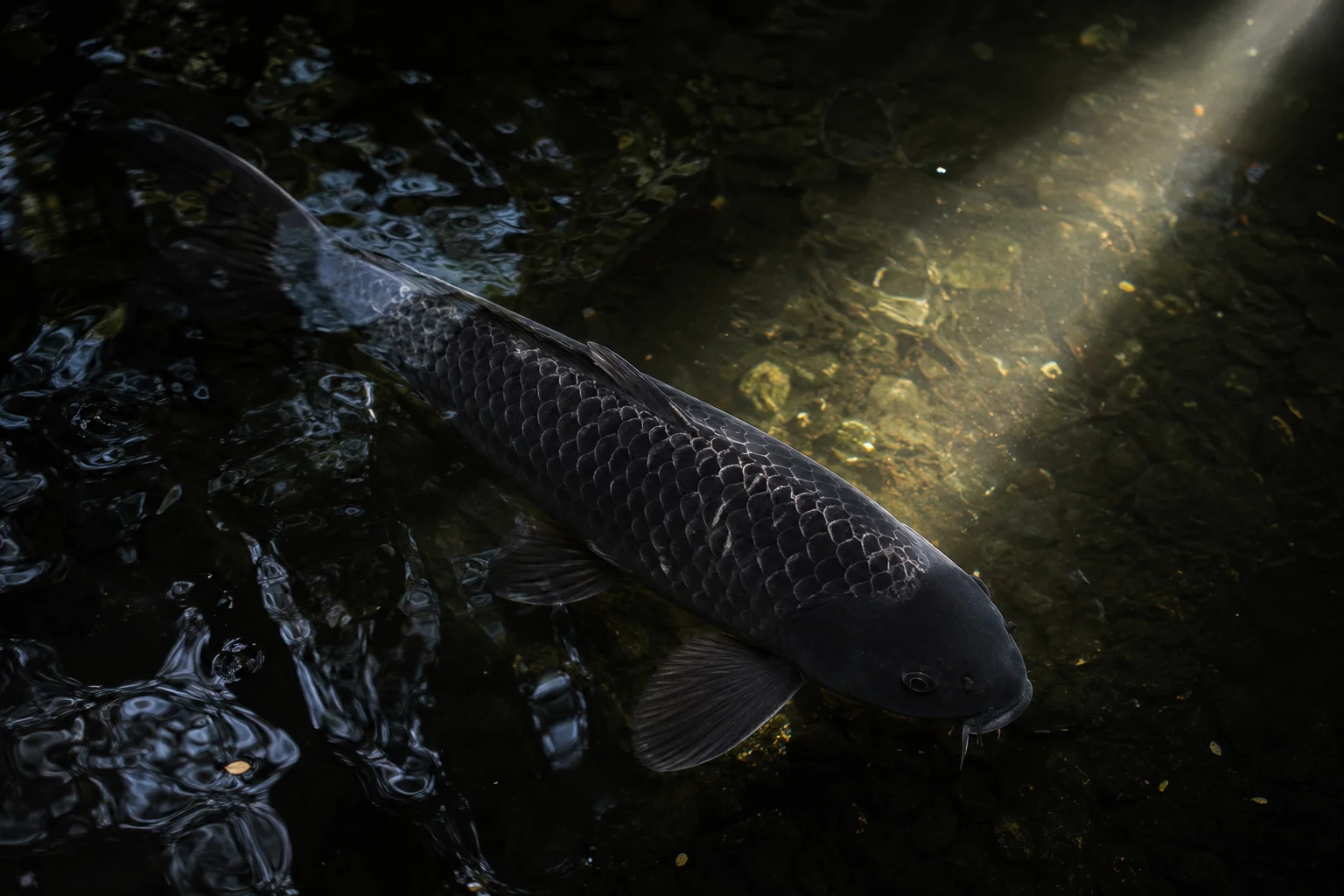 black koi fish overcoming adversity