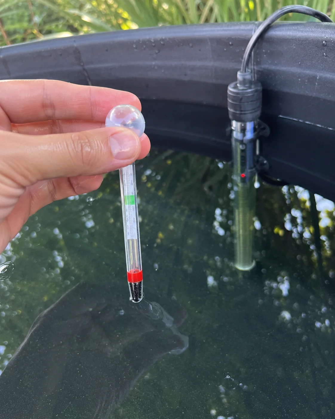 Checking water temperature in a koi quarantine tank with a submersible heater