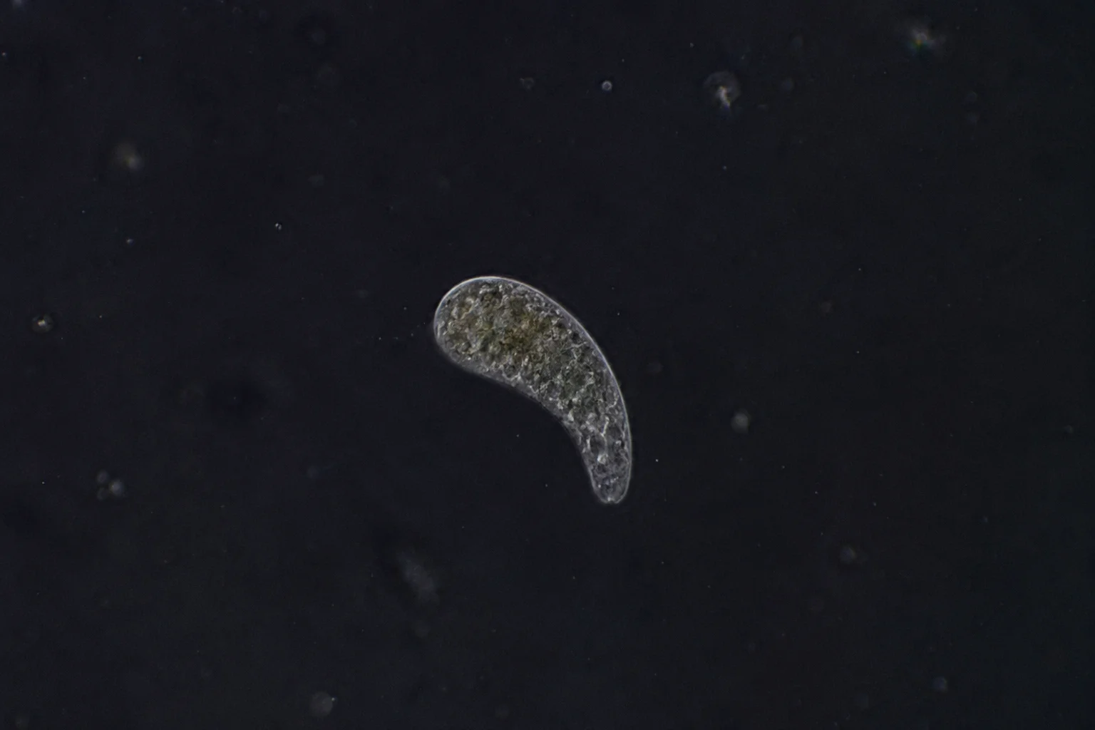 Costia Ichthyobodo parasite comma shape under microscope on koi
