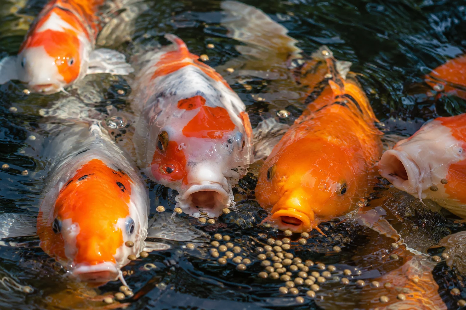 Feeding koi color-enhancing food before a competition