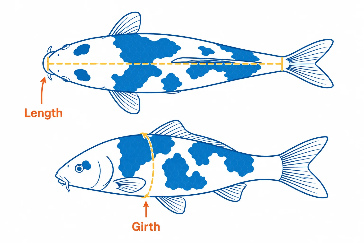 Koi Fish Weight & Growth Calculator: Free Tool + Growth Guide 8 Diagram showing where to measure a koi's length and girth for weight estimation
