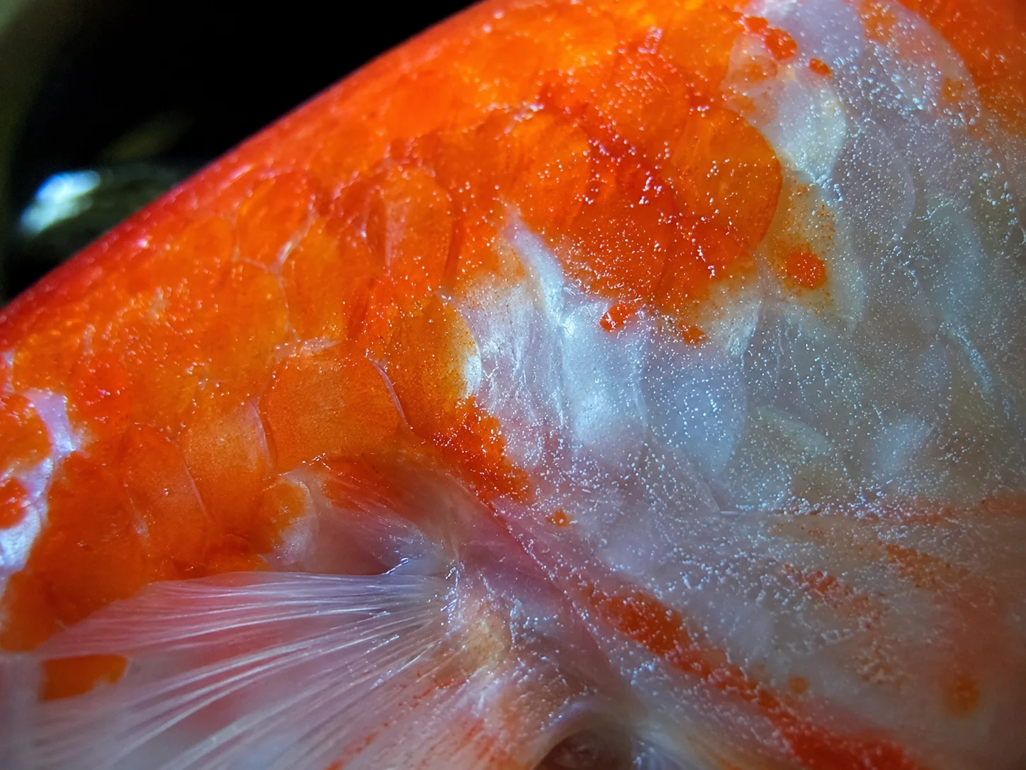Koi Ich (White Spot Disease): Identification and Treatment 6 Ich white spot disease close up on koi skin resembling grains of salt
