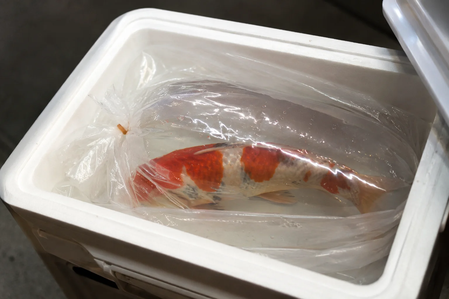 Koi fish in a transport bag inside an insulated container for show travel