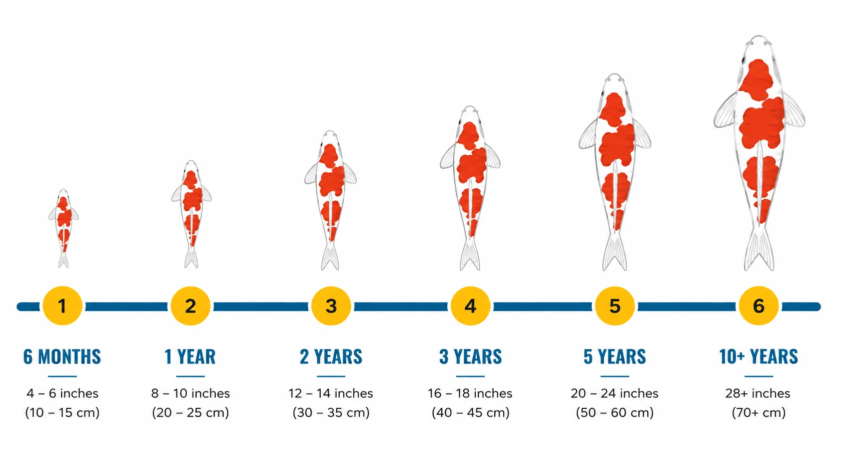 koi fish growth timeline by age chart