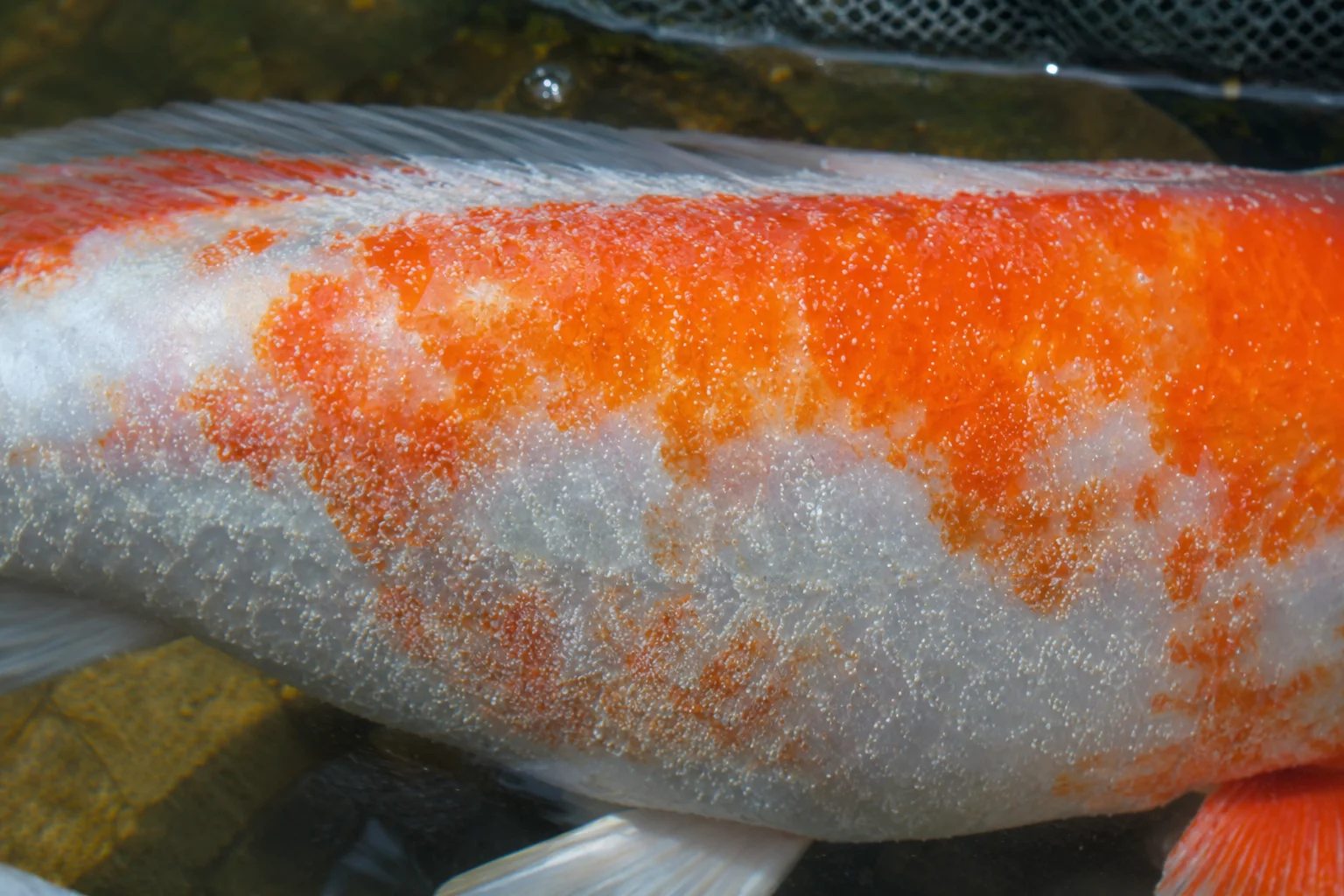 Koi Ich (White Spot Disease): Identification and Treatment 5 Koi ich white spot disease on skin and fins