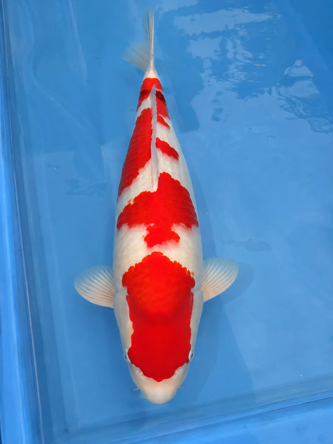 Judge evaluating koi body conformation, color, and pattern at a show
