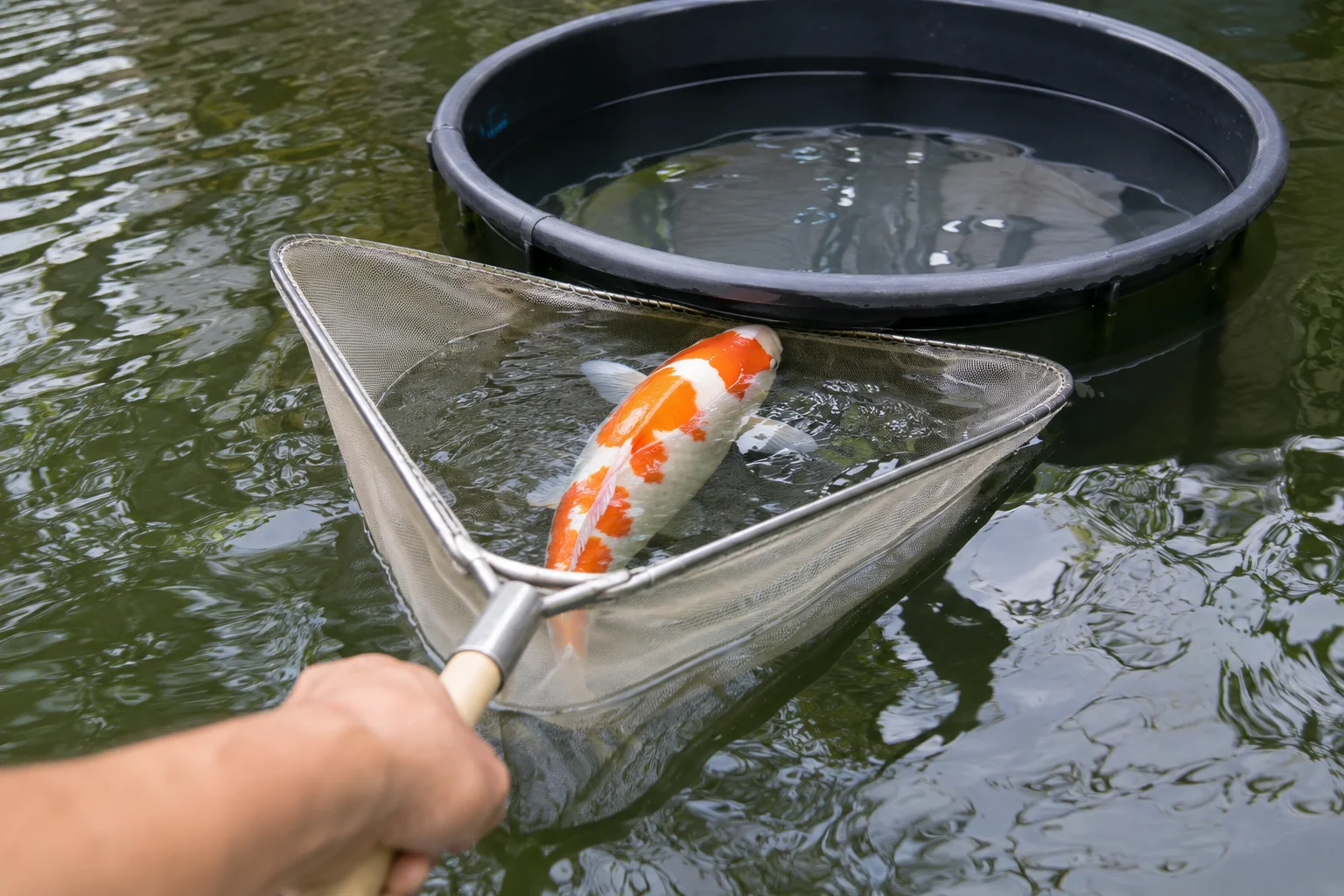 Proper koi netting technique guiding a fish into a floating tub