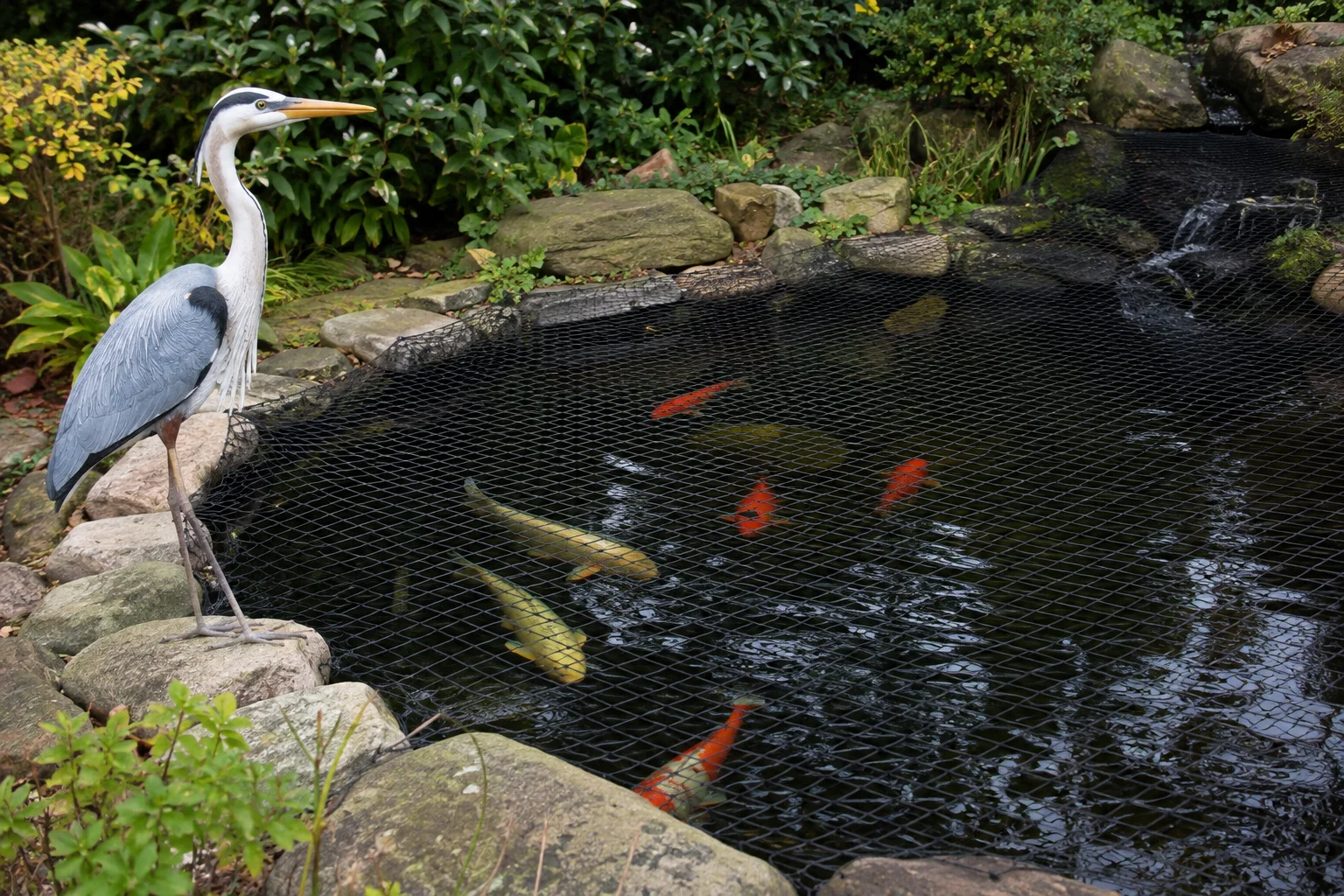 Koi pond protected with both netting and a heron decoy for layered predator defense