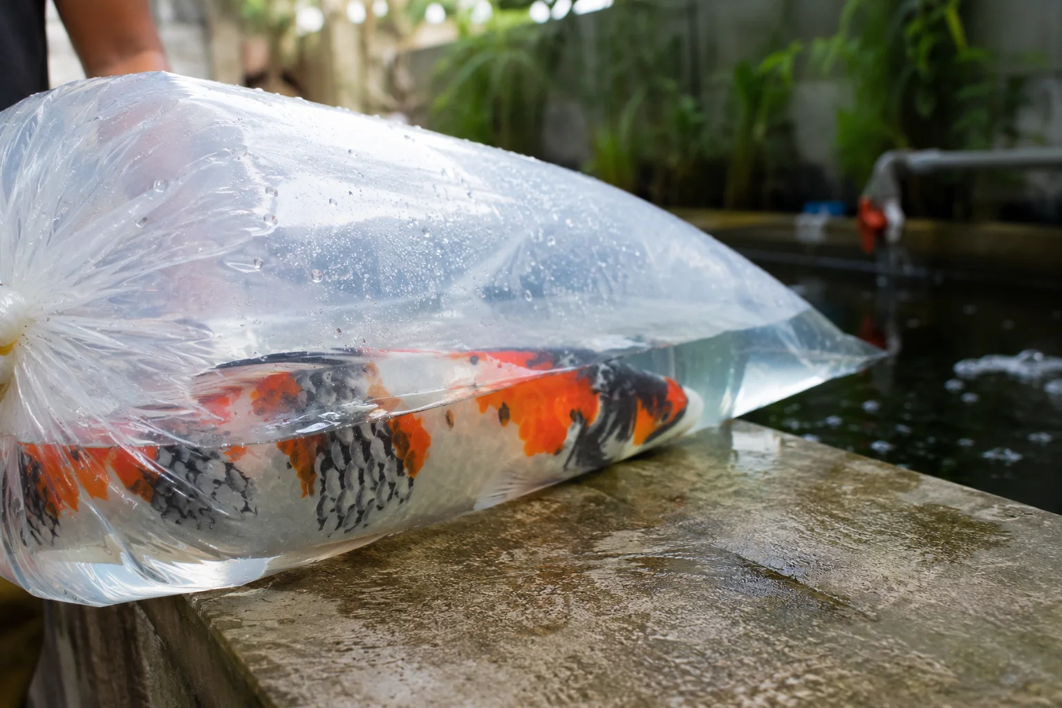 New koi in a transport bag before being added to a quarantine tank