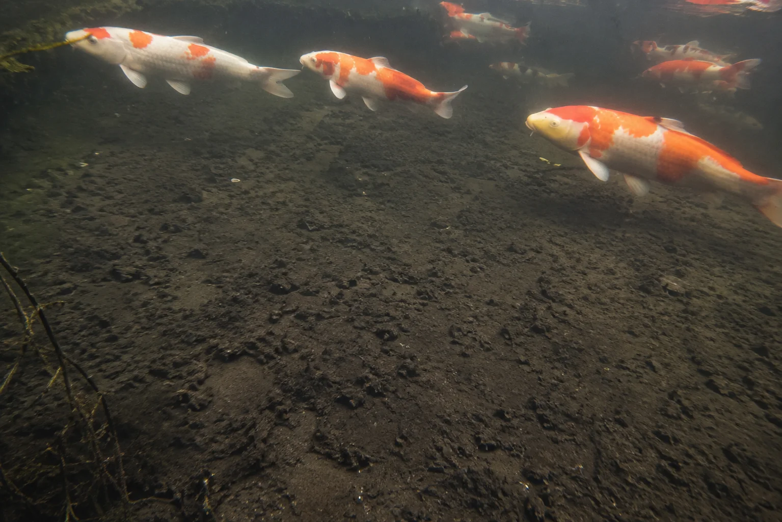 Thick dark sludge layer visible at the bottom of a koi pond before cleaning