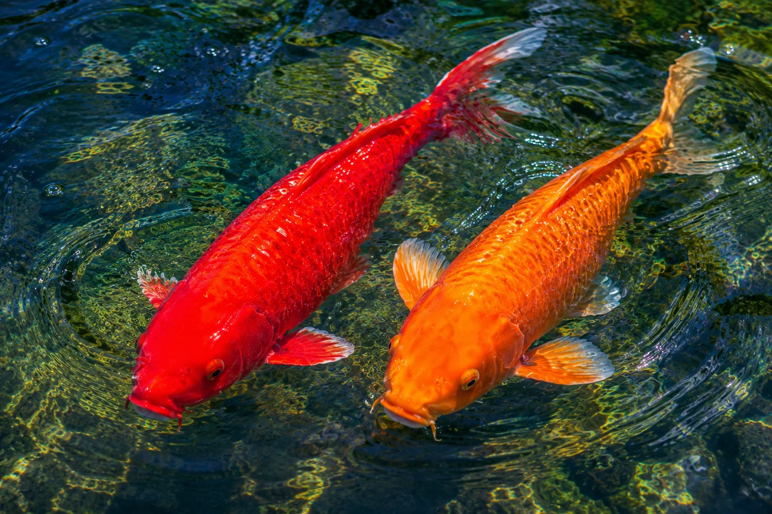 red and orange koi fish love and courage