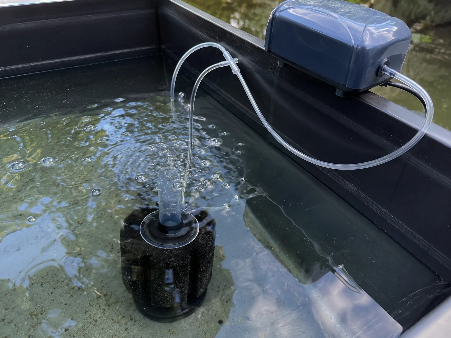 Sponge filter and air pump setup inside a koi quarantine tank