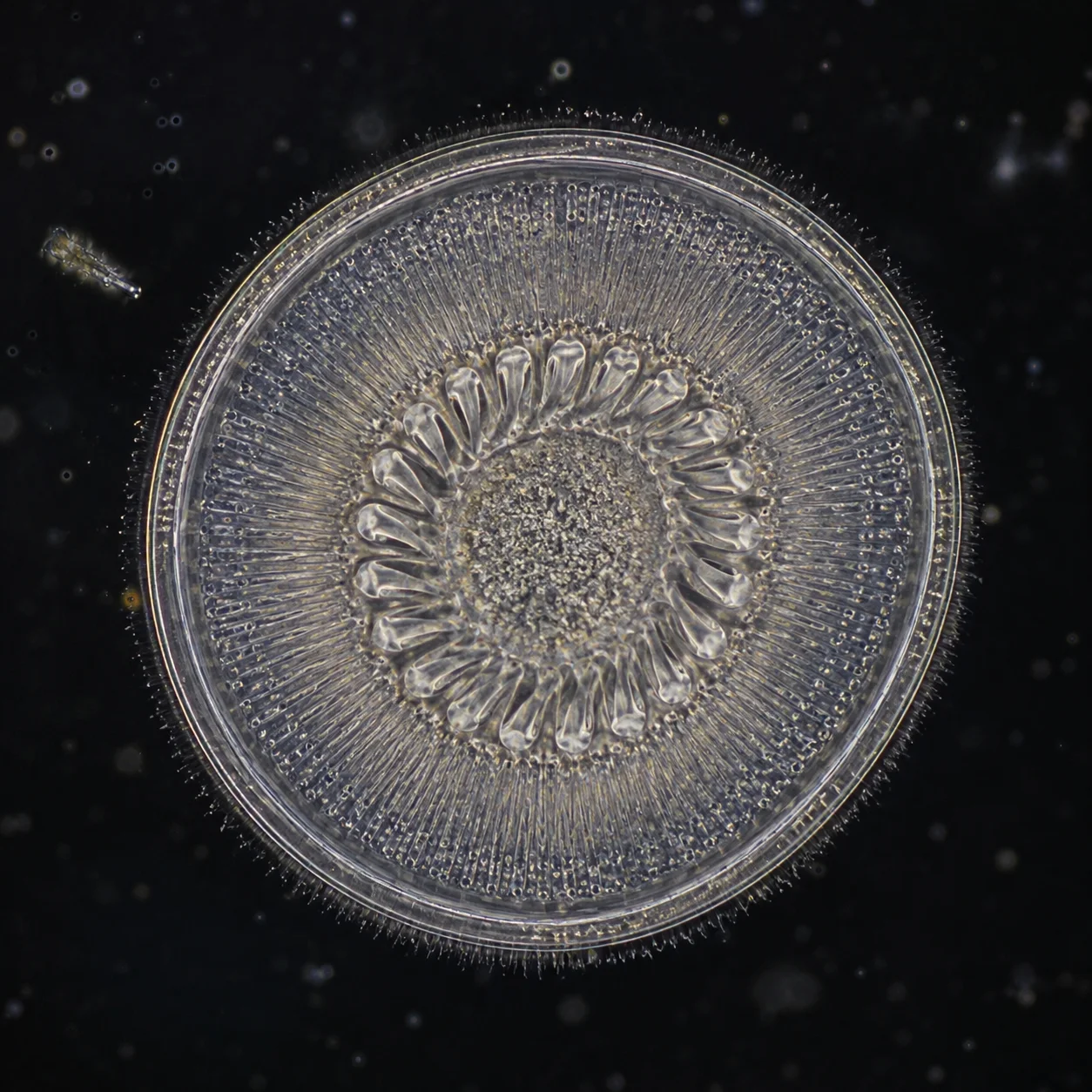 Trichodina parasite round saucer shape under microscope on koi