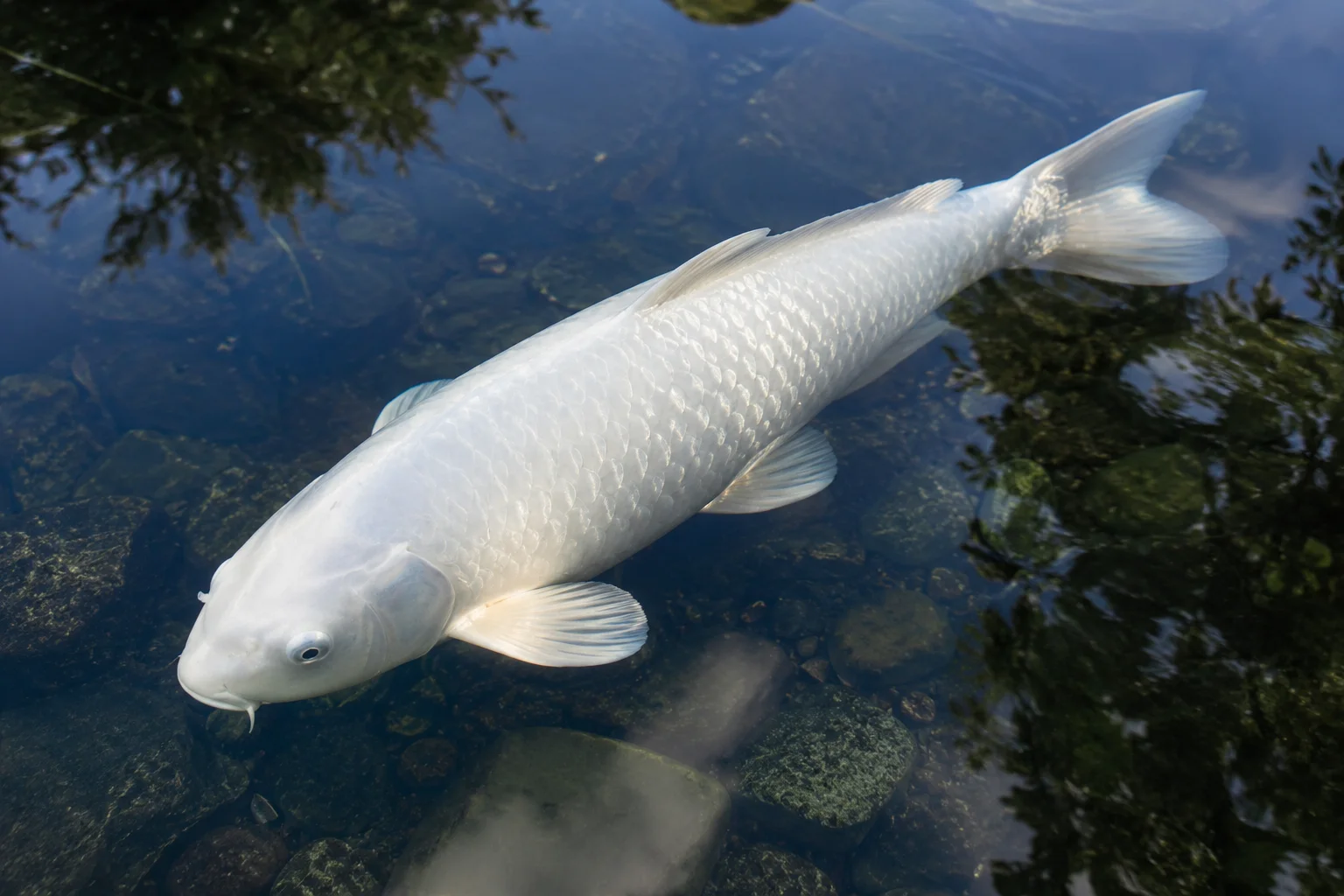white koi fish purity and spirituality