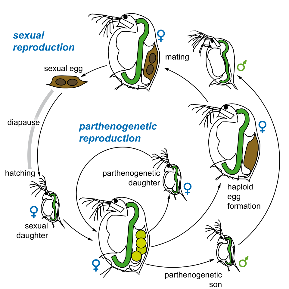 Daphnia magna life cycle diagram
