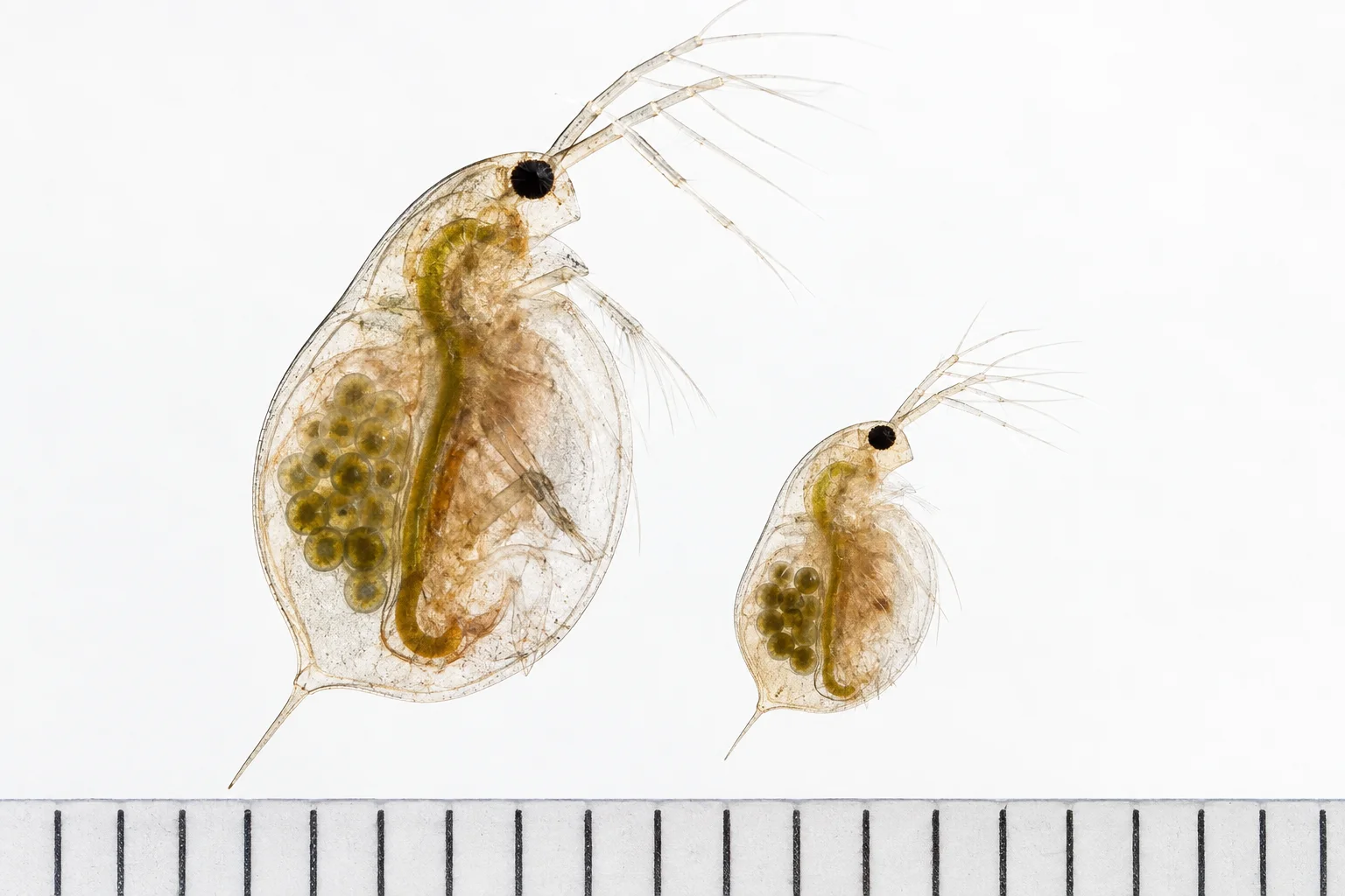 Size comparison of Daphnia magna and Daphnia pulex water fleas side by side