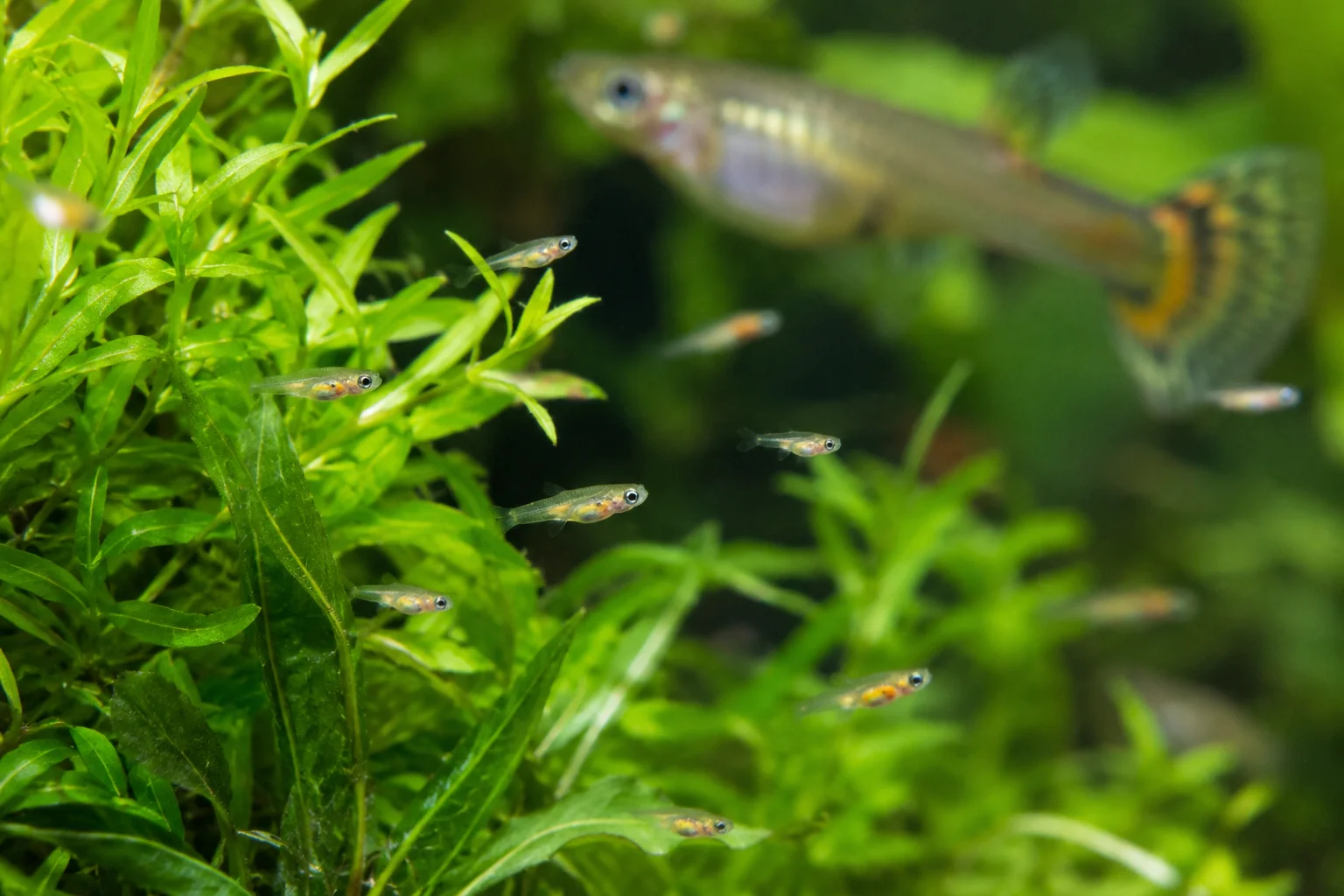 Newborn guppy fry swimming near plants in a breeding tank