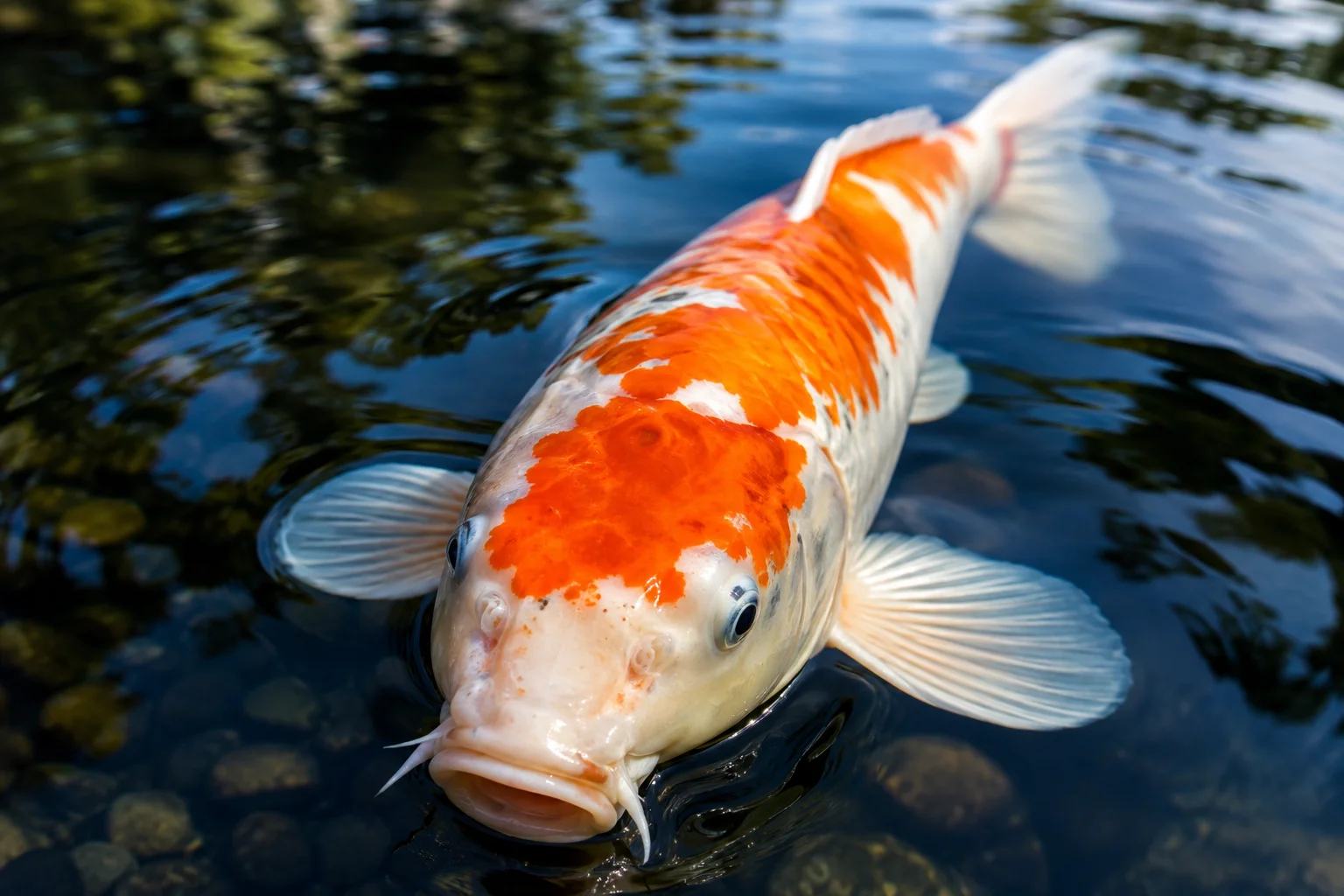 healthy koi fish clear eyes and smooth scales