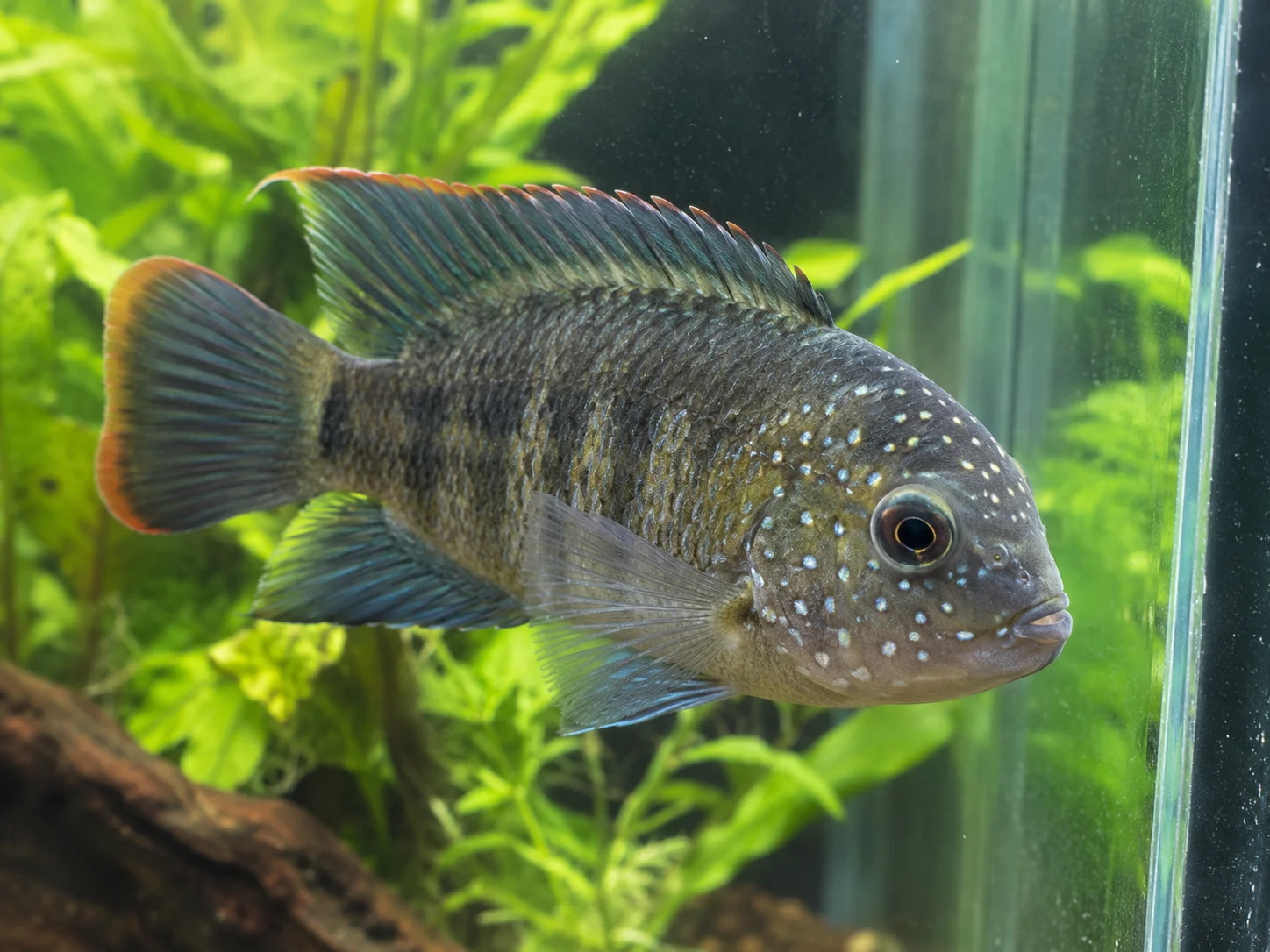 Freshwater fish showing light spots on the head area associated with hexamita infection