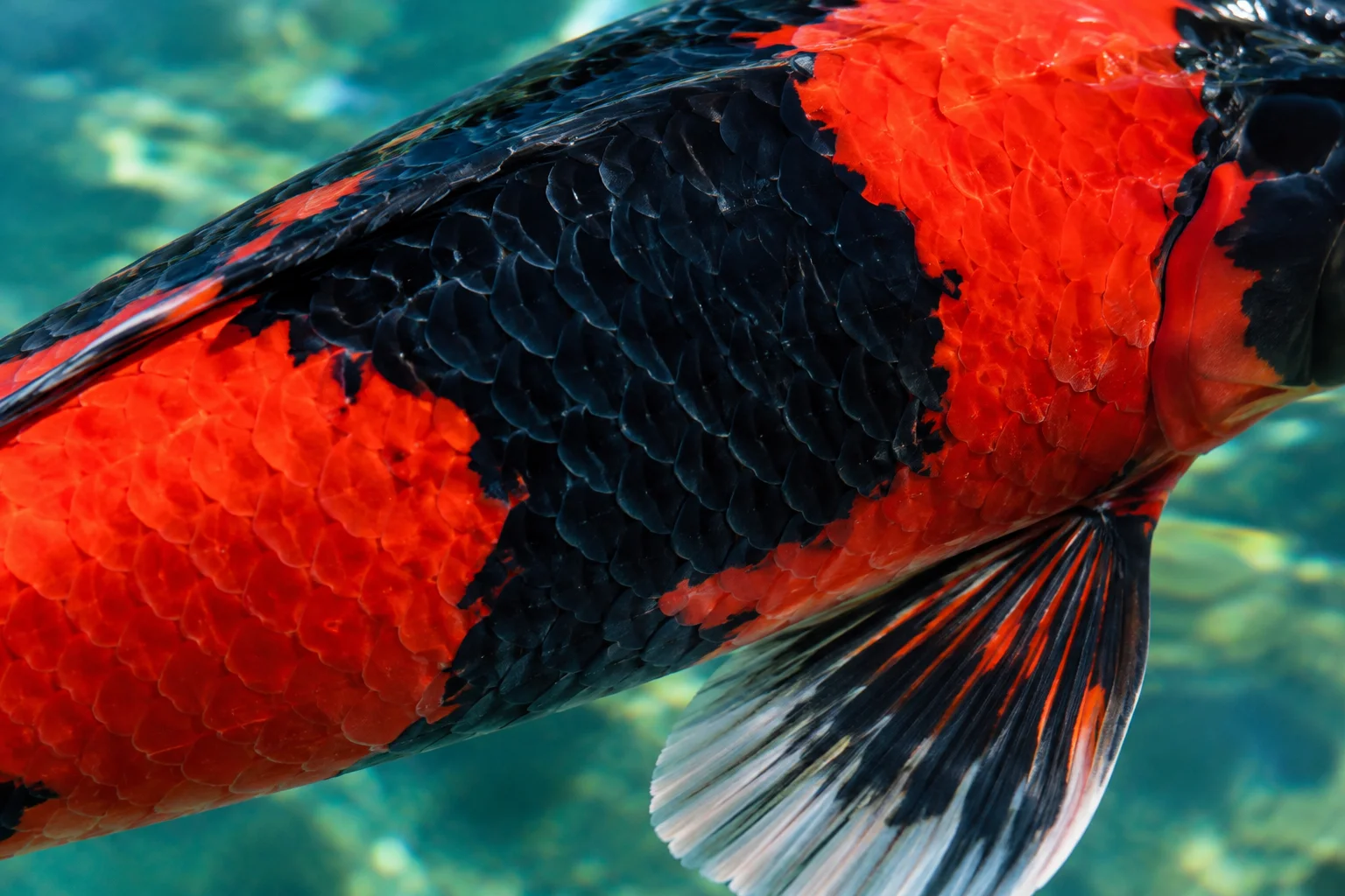 Close-up of Hi Utsuri koi showing sharp kiwa boundary and striped motoguro at the pectoral fin base
