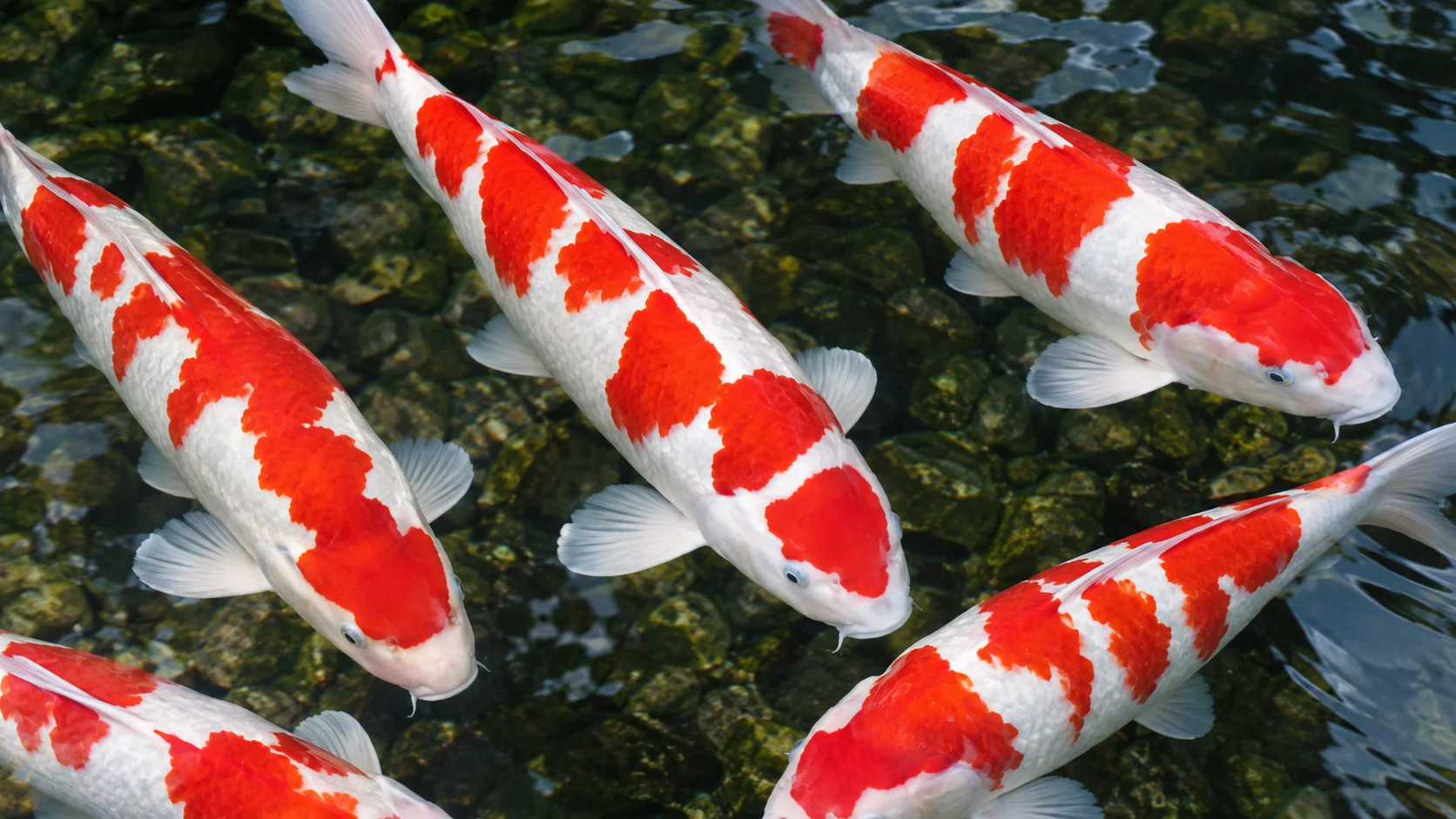 Show-quality Kohaku koi with sharp red and white pattern