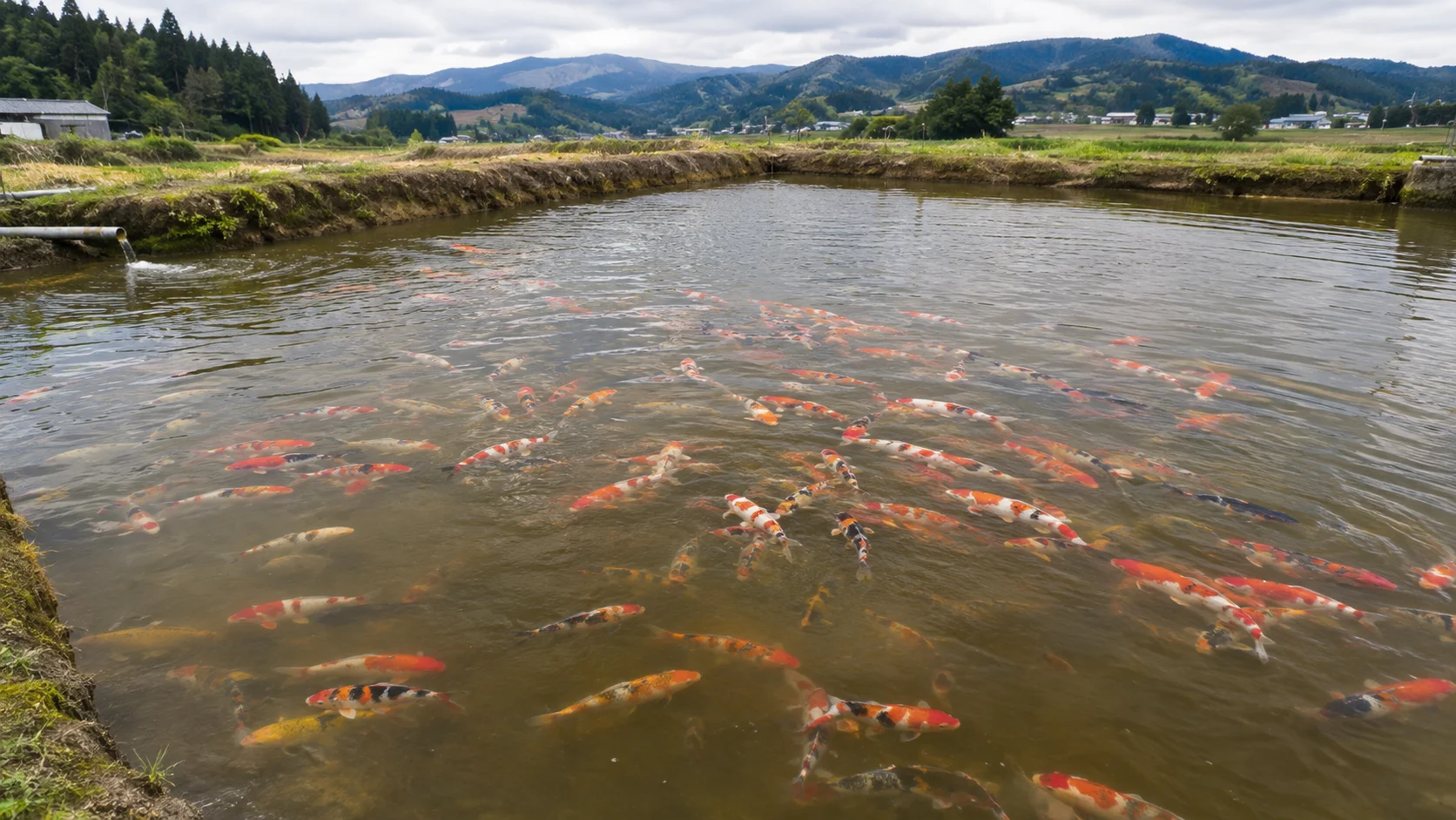 Traditional Japanese koi breeding mud pond with colorful koi