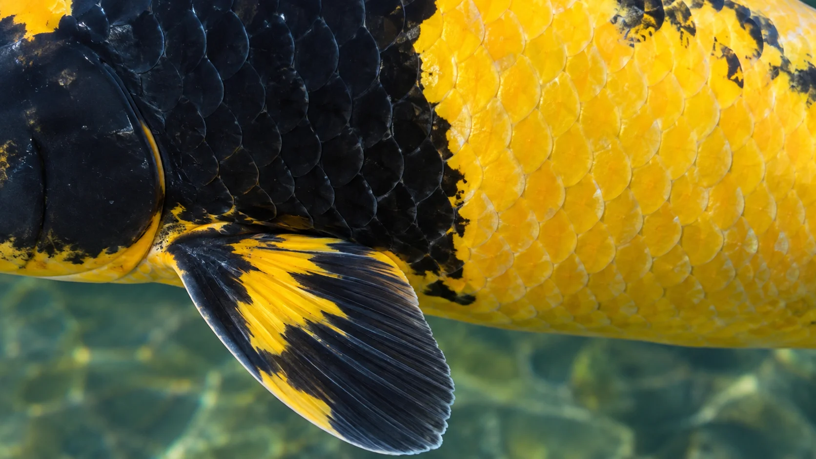 Close-up of Ki Utsuri koi showing sharp kiwa boundary and motoguro pattern at the pectoral fin base
