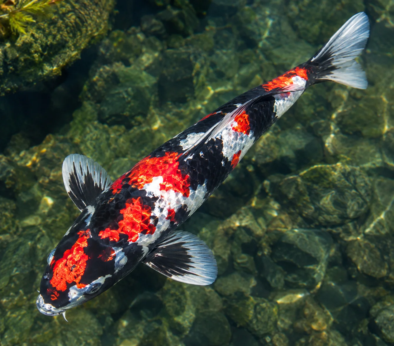 Kin Showa koi with metallic sheen over black, red, and white markings
