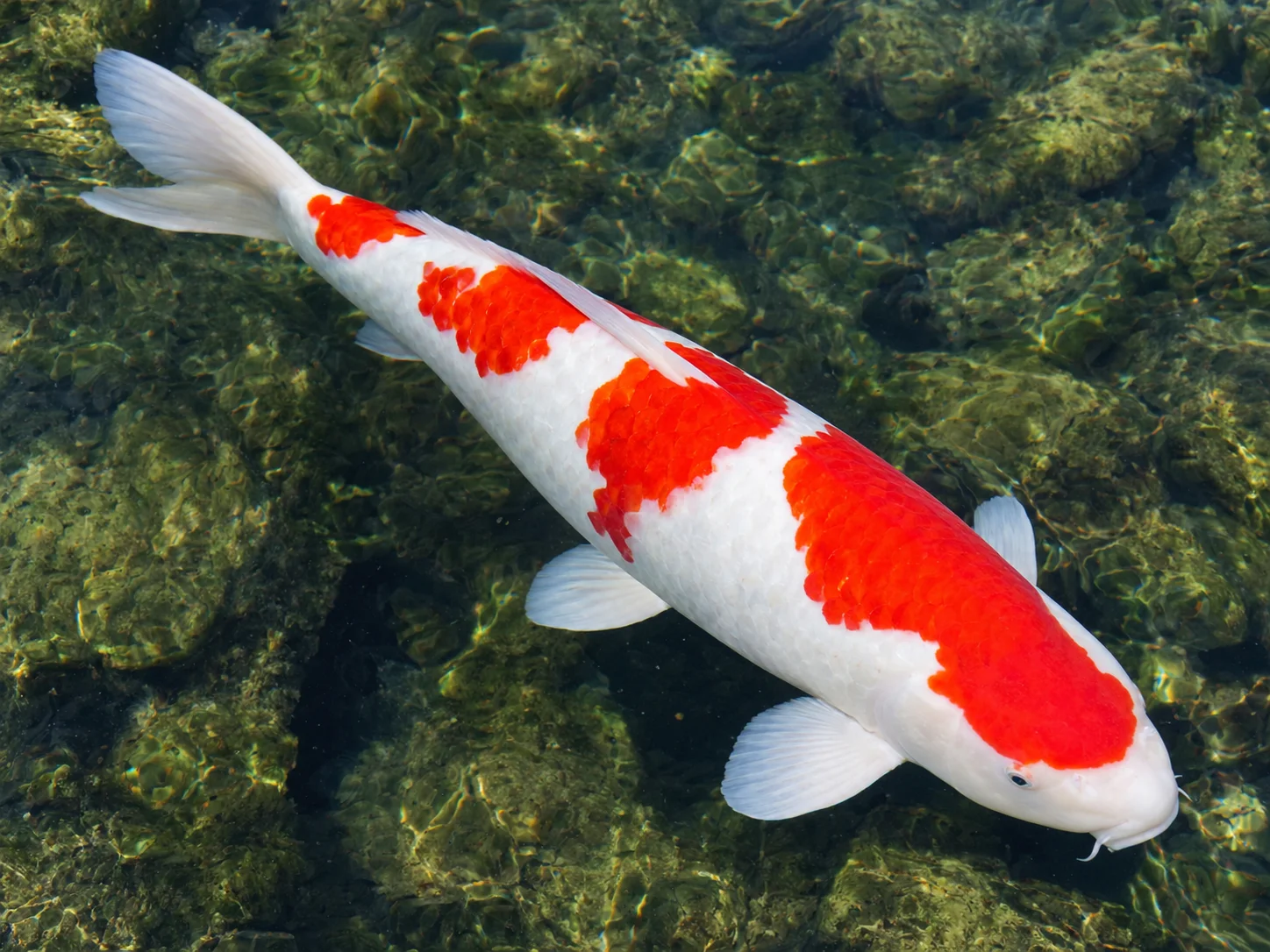 The Red Koi and Love: A Symbol of Eternal Romance in Japan 8 Kohaku koi with classic white body and red markings