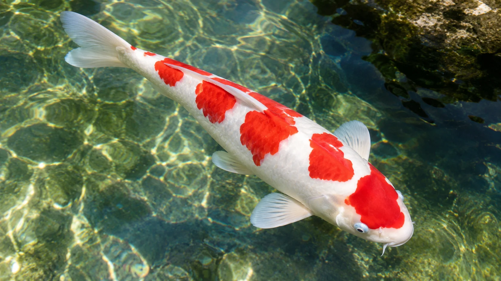 Kohaku koi with white body and red markings