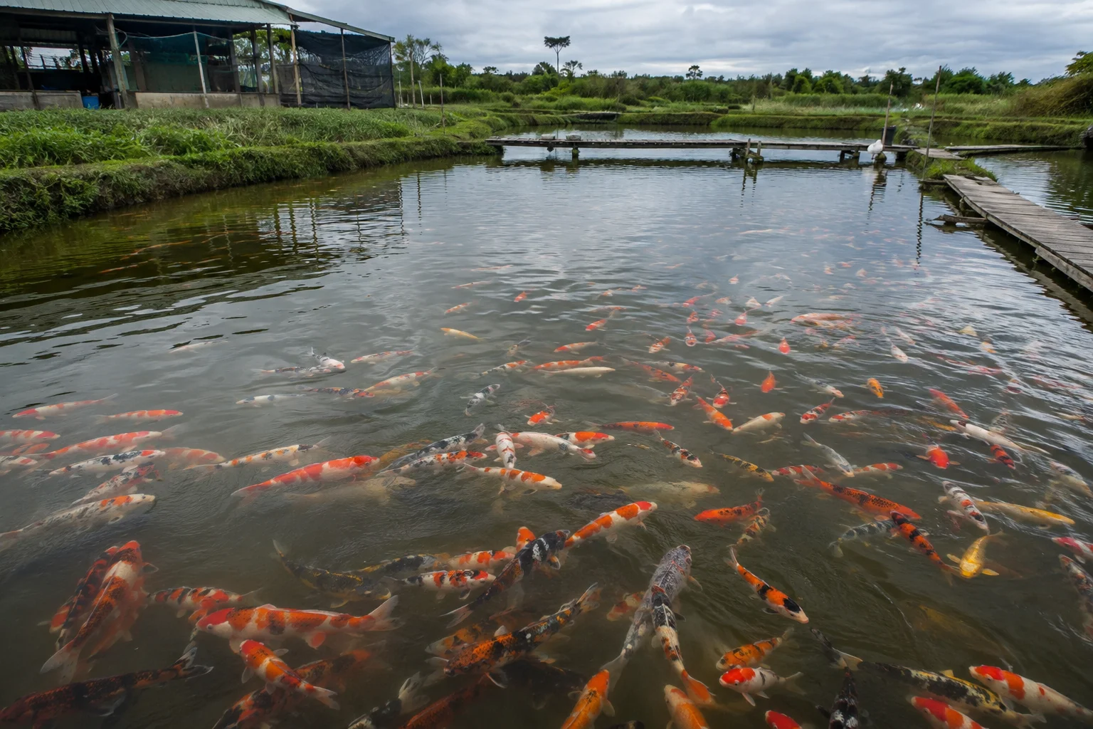 koi breeder farm selection pond