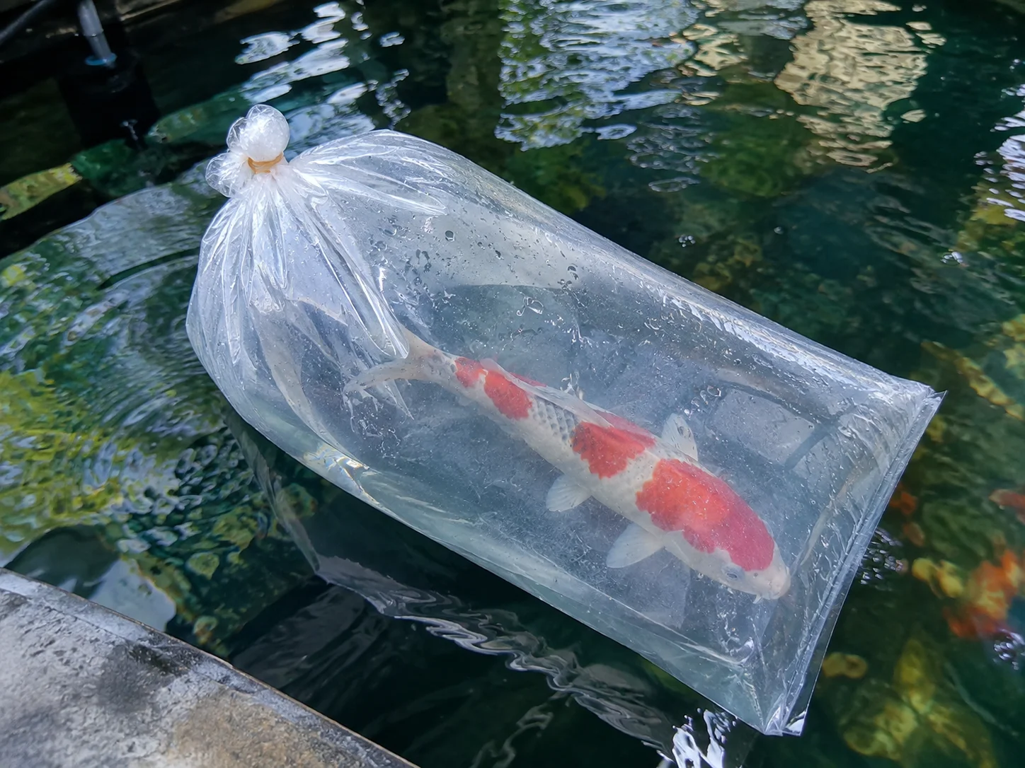 Sealed koi transport bag floating on the surface of quarantine tank water