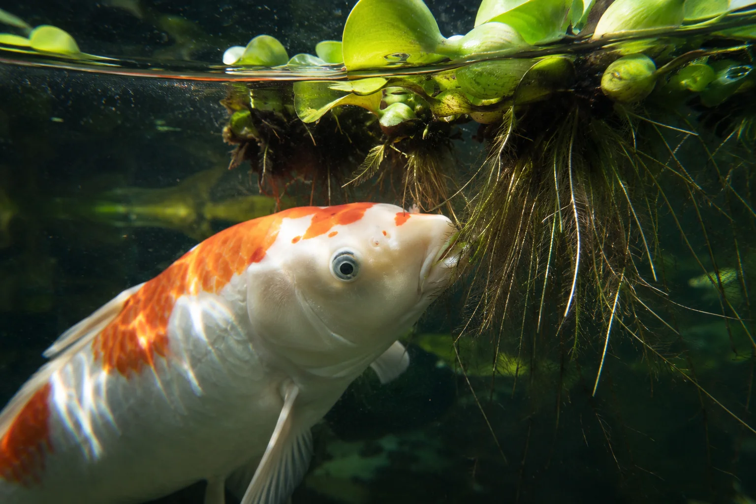 Best Plants for Koi Ponds: 7 Species by Category (+ What Koi Won't Eat) 28 koi fish eating pond plant roots