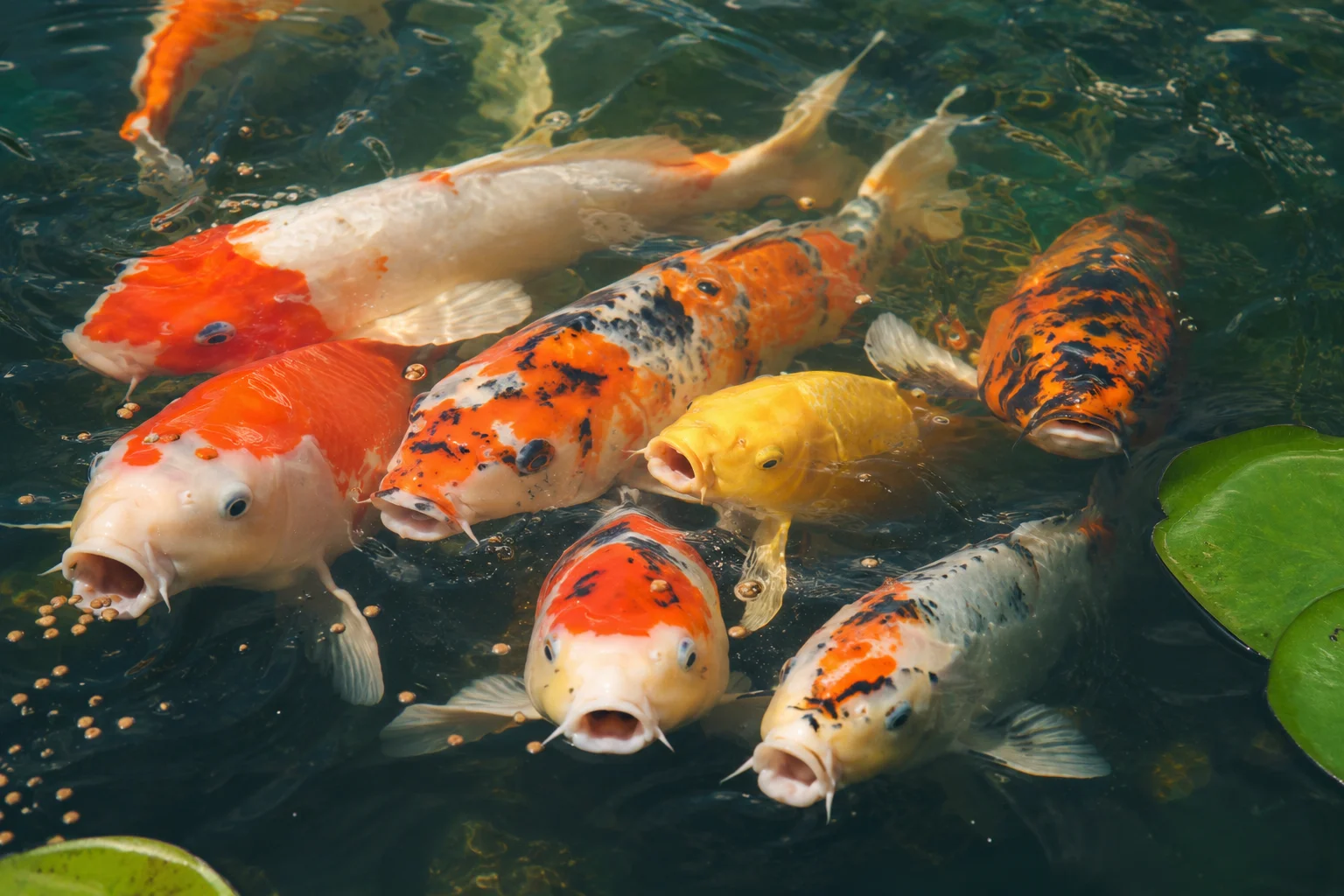 How to Make DIY Koi Food: Recipes, Protein Targets & Seasonal Feeding 14 koi fish eating homemade food seasonal feeding