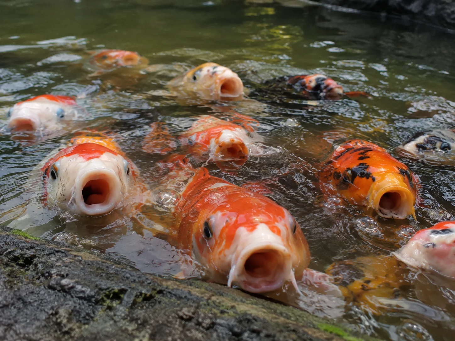 Koi fish gulping at the pond surface due to low dissolved oxygen